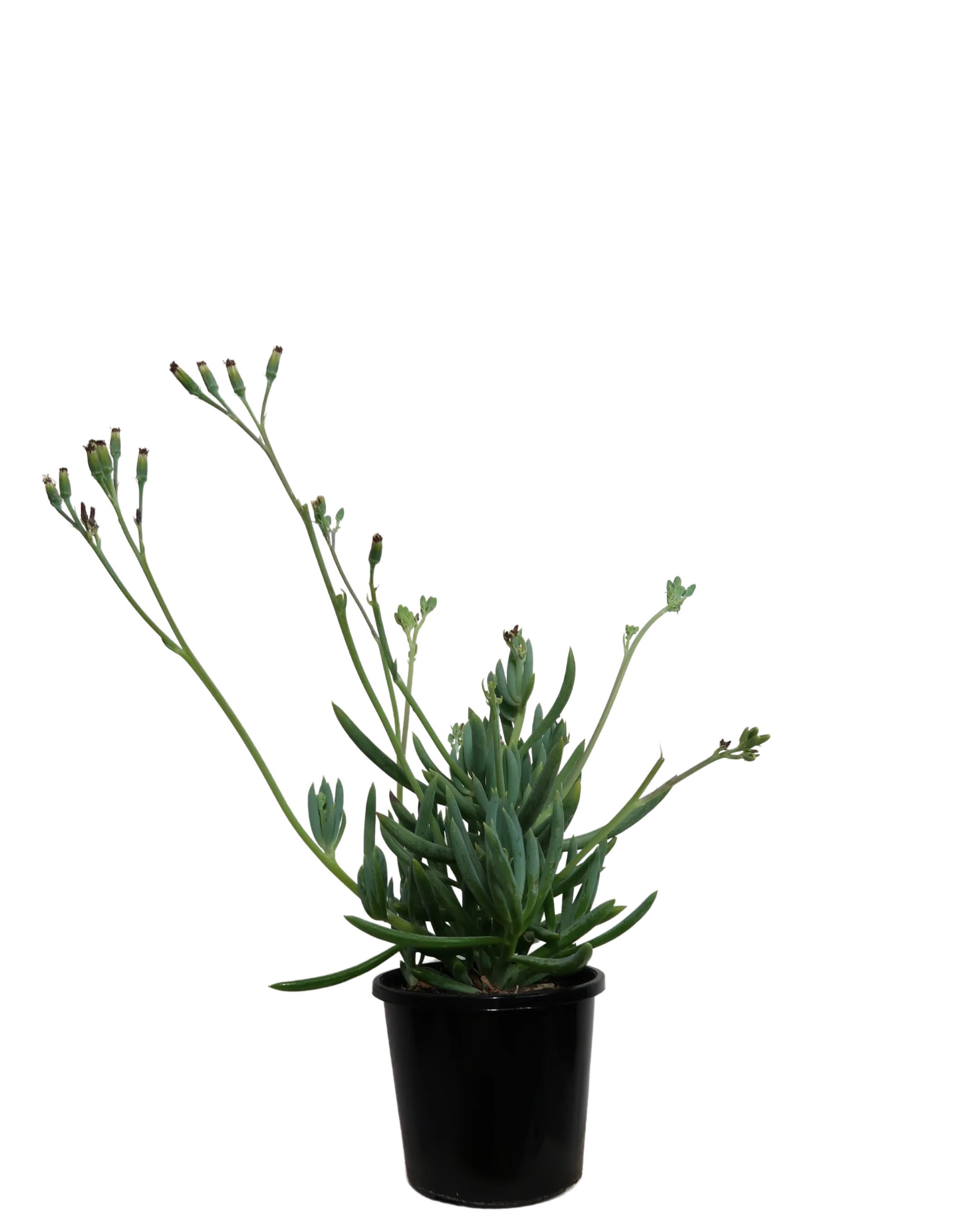 Senecio Blue Chalk Sticks