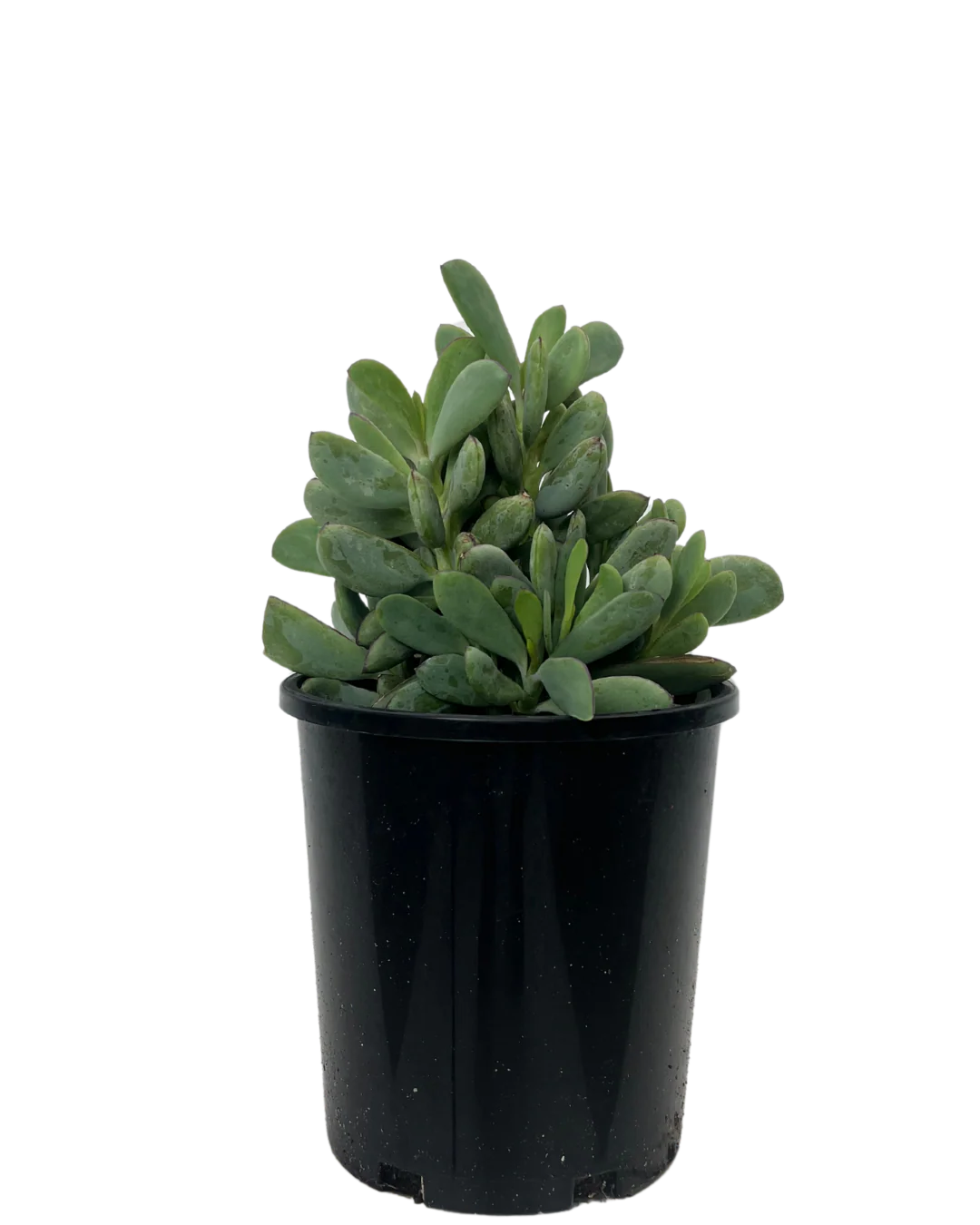 Senecio angel wings