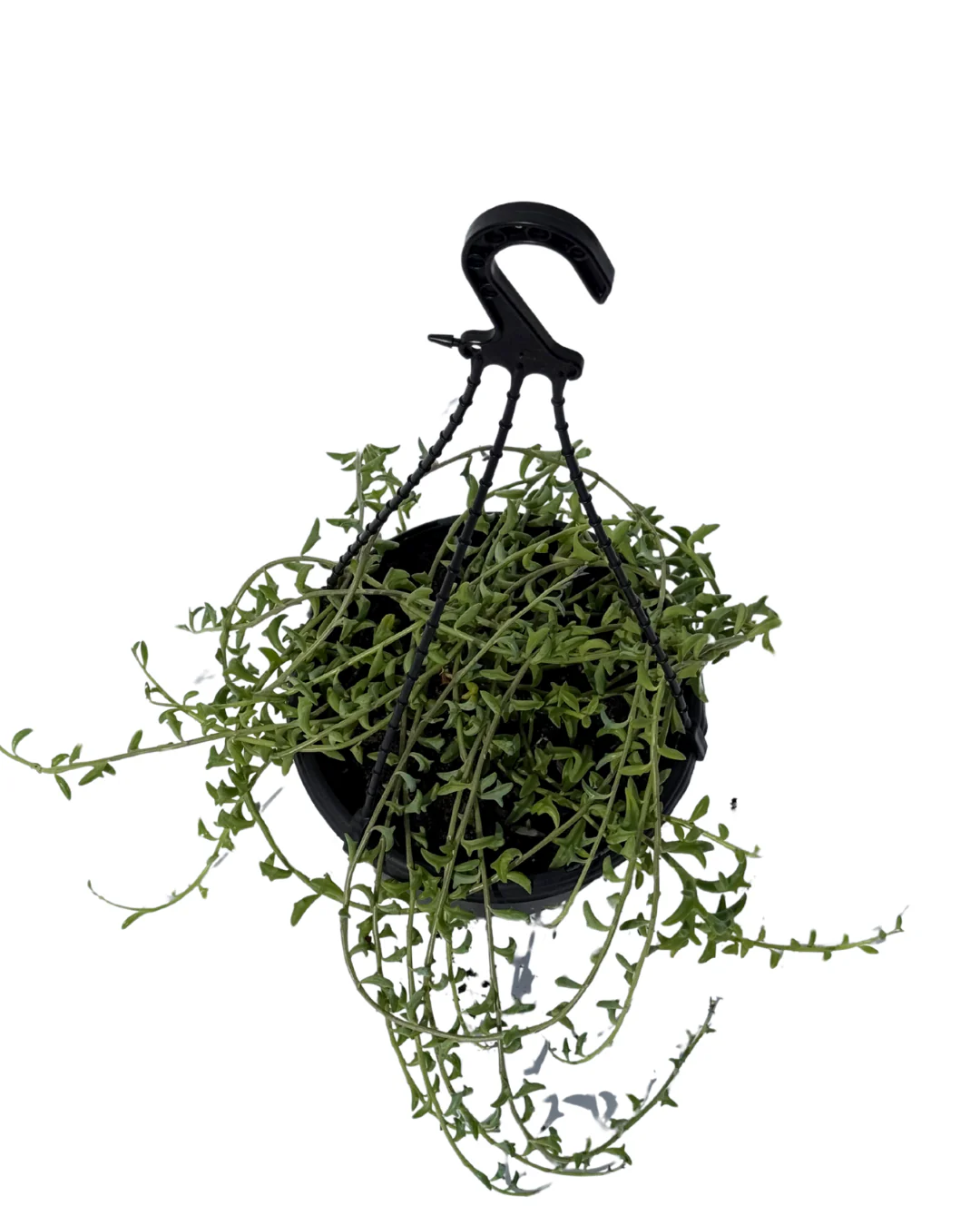 Senecio String of Bananas Hanging Basket - Image 2