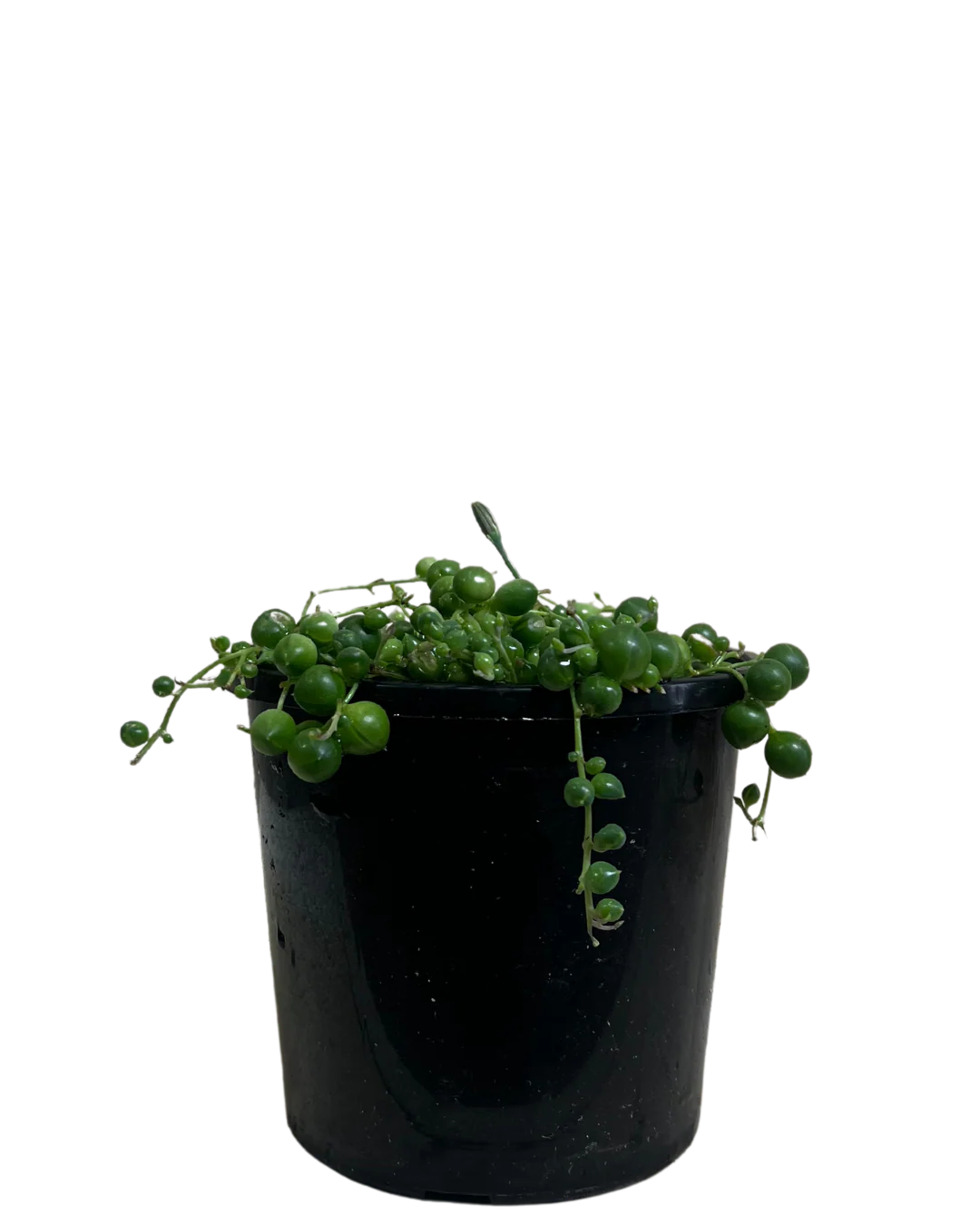 Senecio String Of Pearls