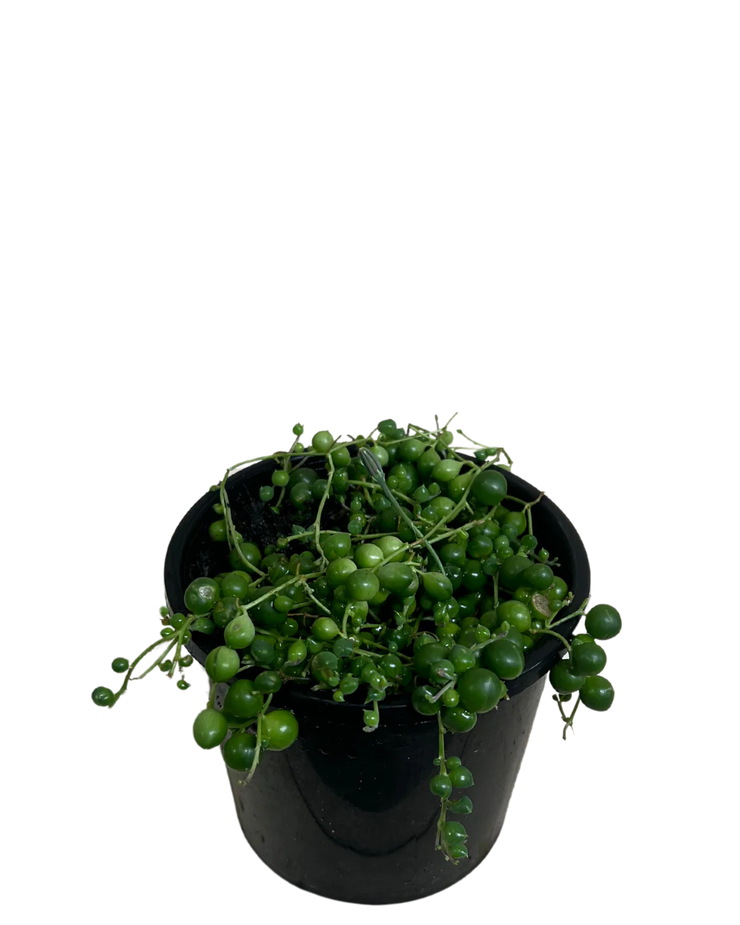 Senecio String Of Pearls - Image 2
