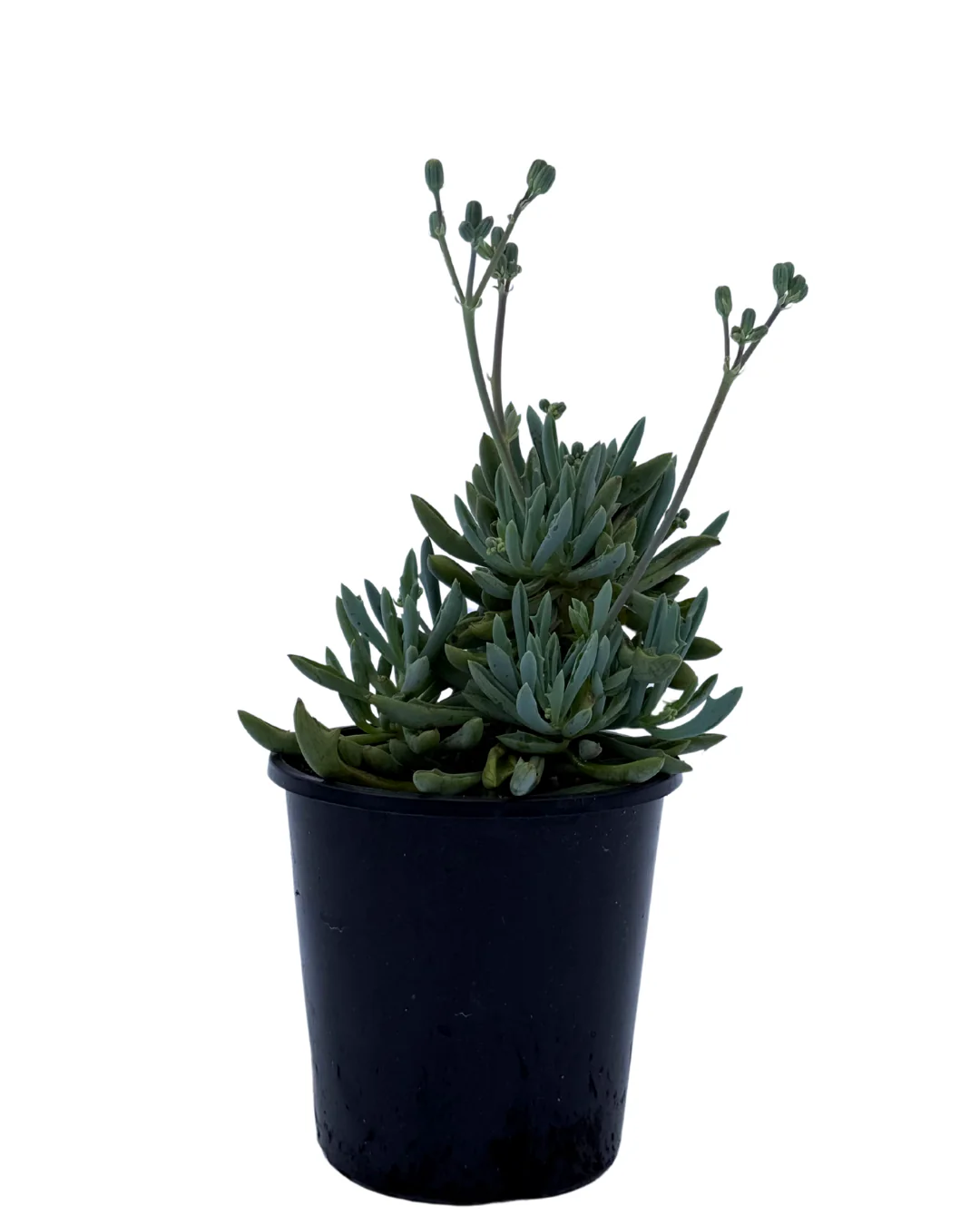Senecio Trident Blue