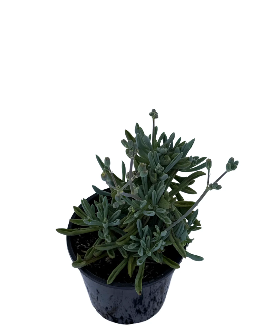 Senecio Trident Blue - Image 2