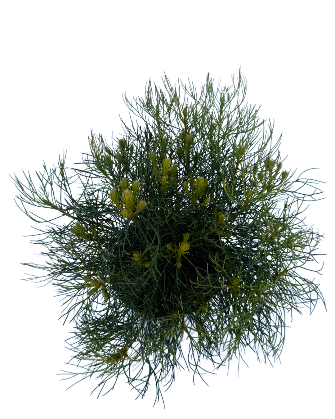 Serruria Phylicoides Raspberry Burst - Image 3