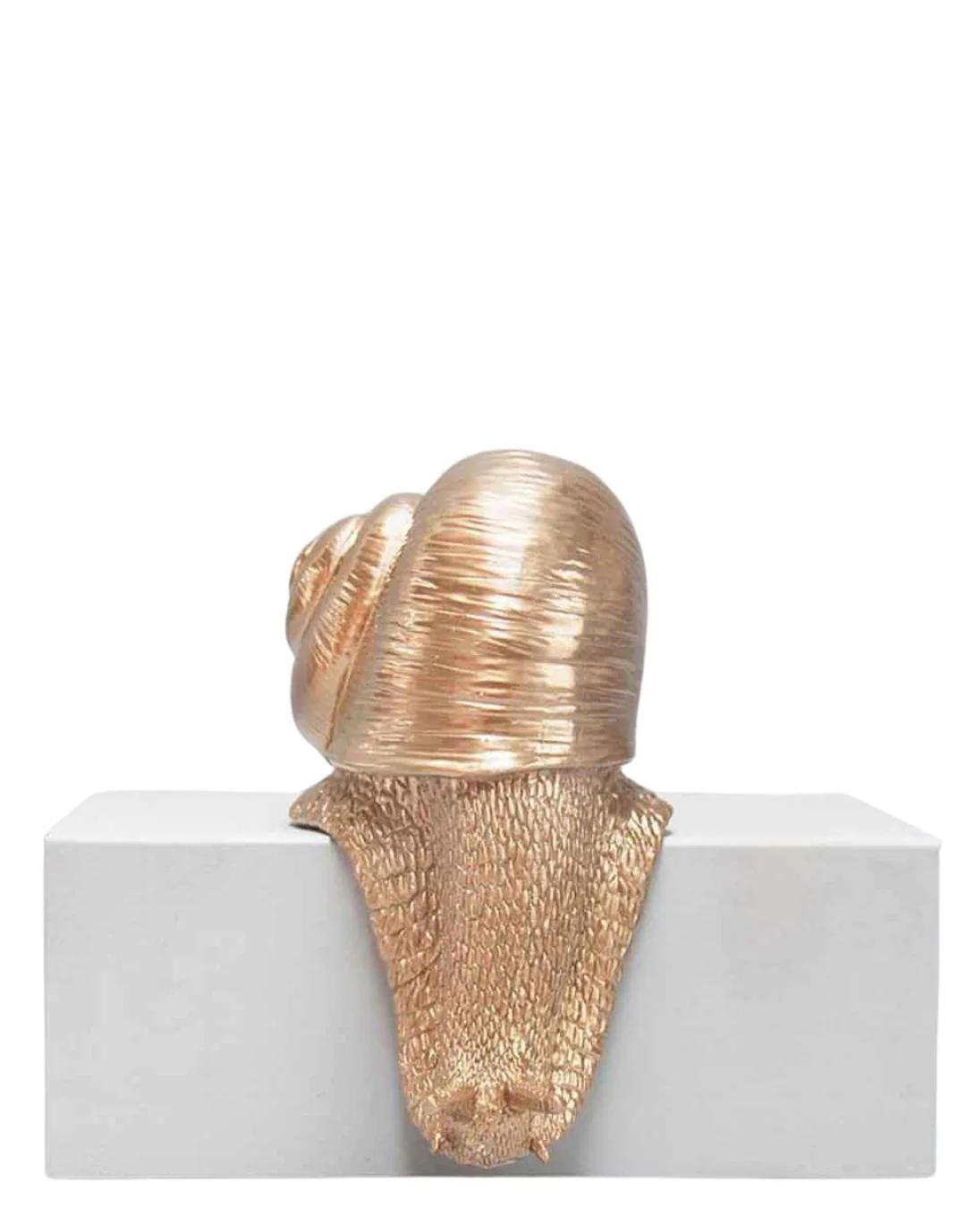 Shelf Snail - Image 2