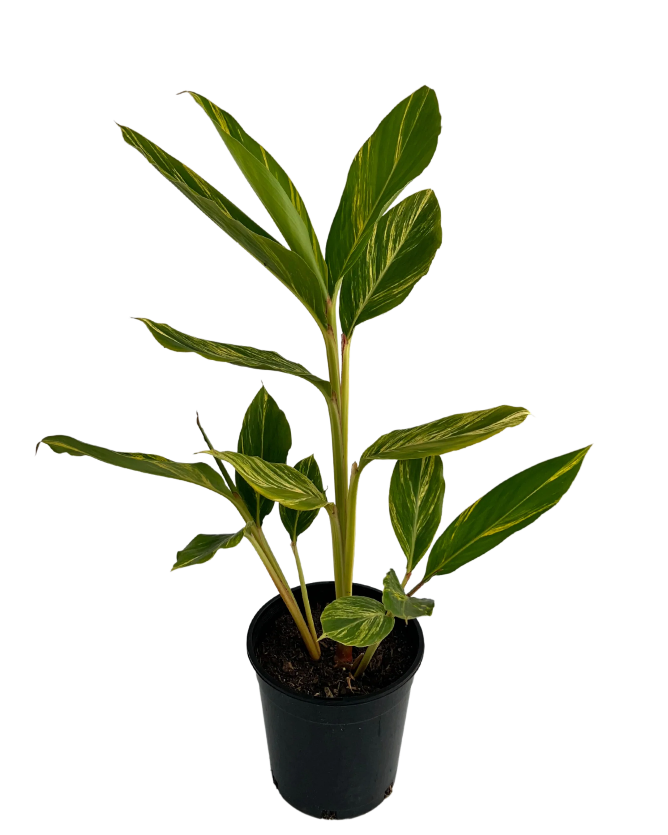 Shell Ginger - Alpinia Zerumbet Variegata - Image 2