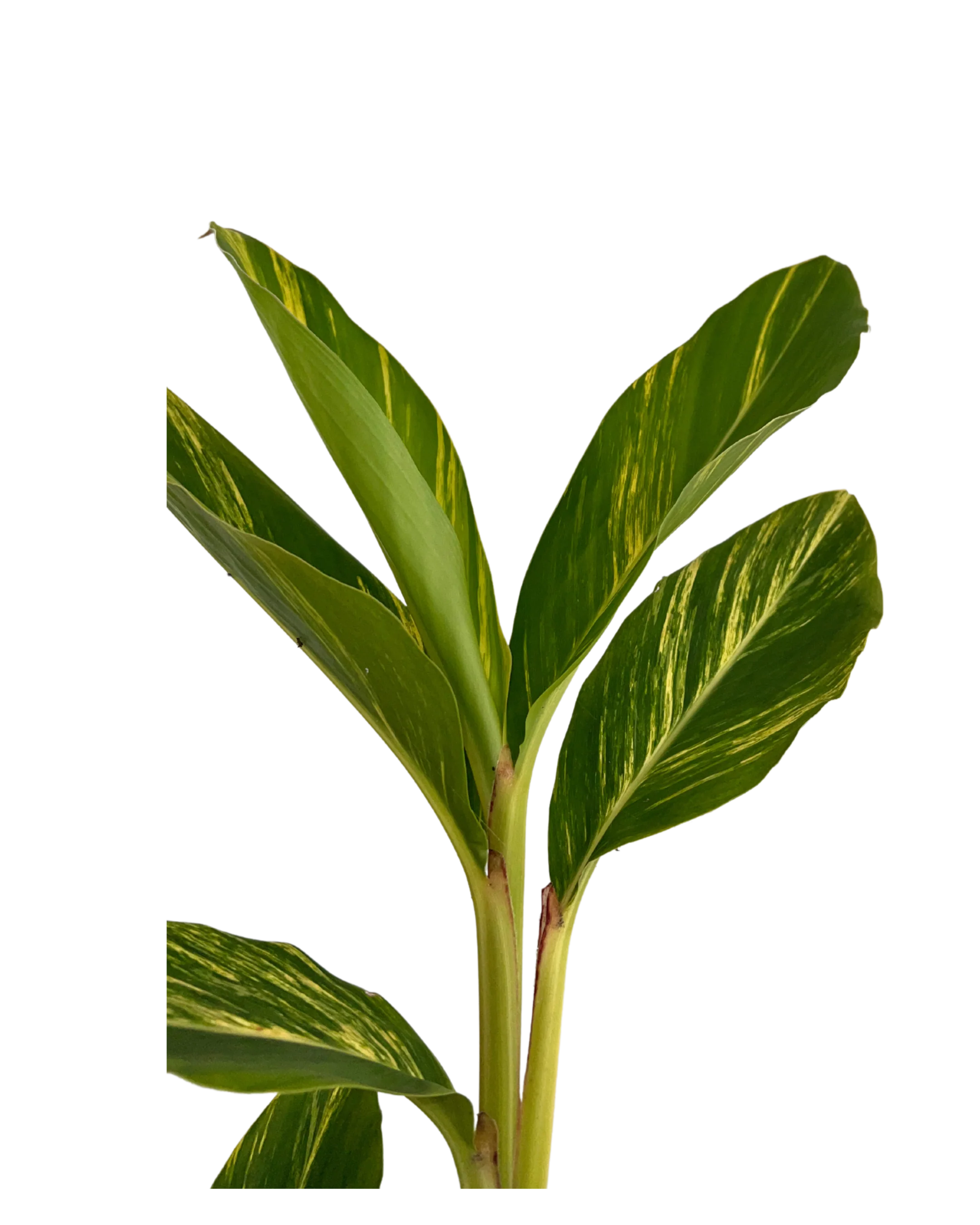 Shell Ginger - Alpinia Zerumbet Variegata - Image 3