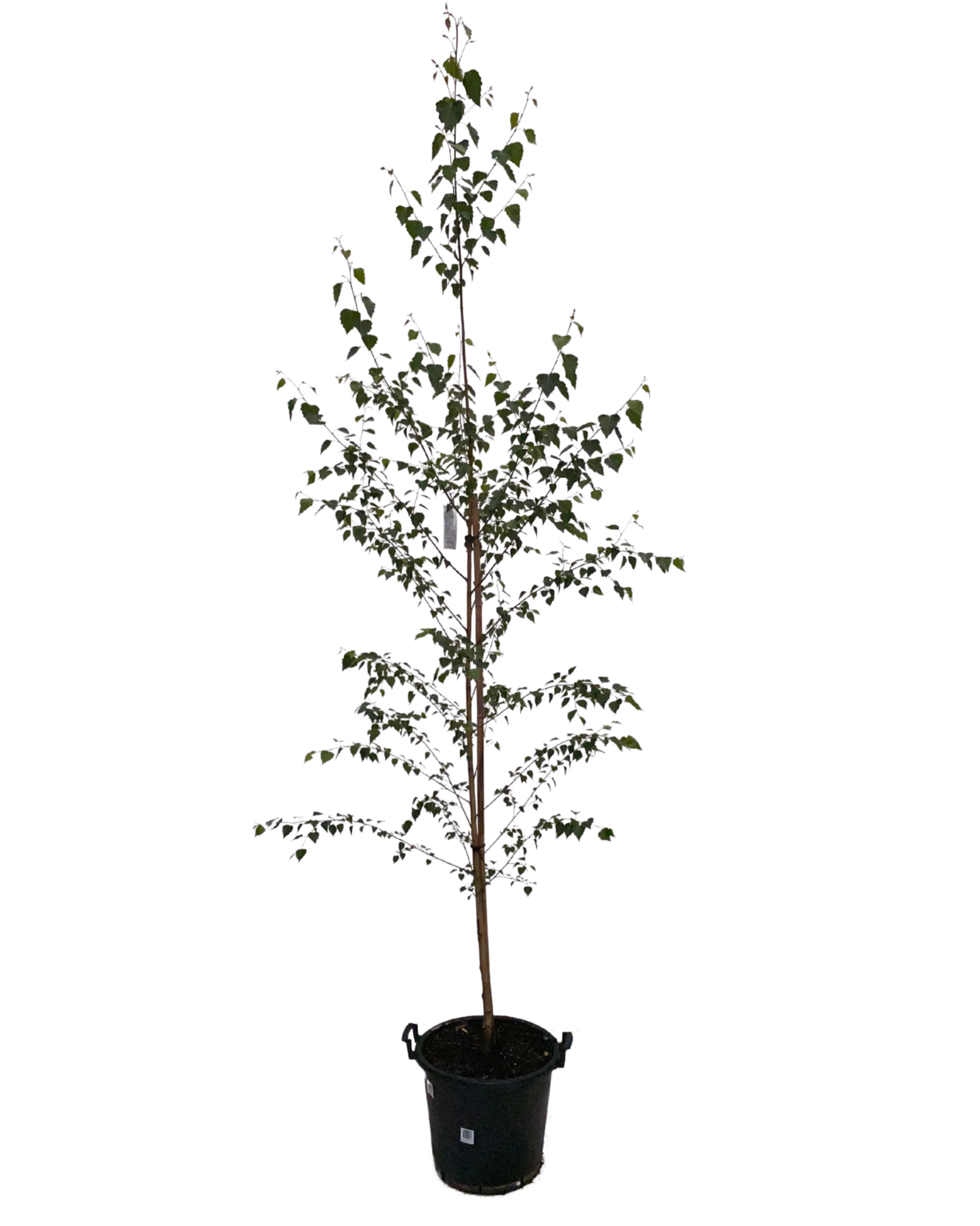 Silver Birch - Betula Pendula Moss White