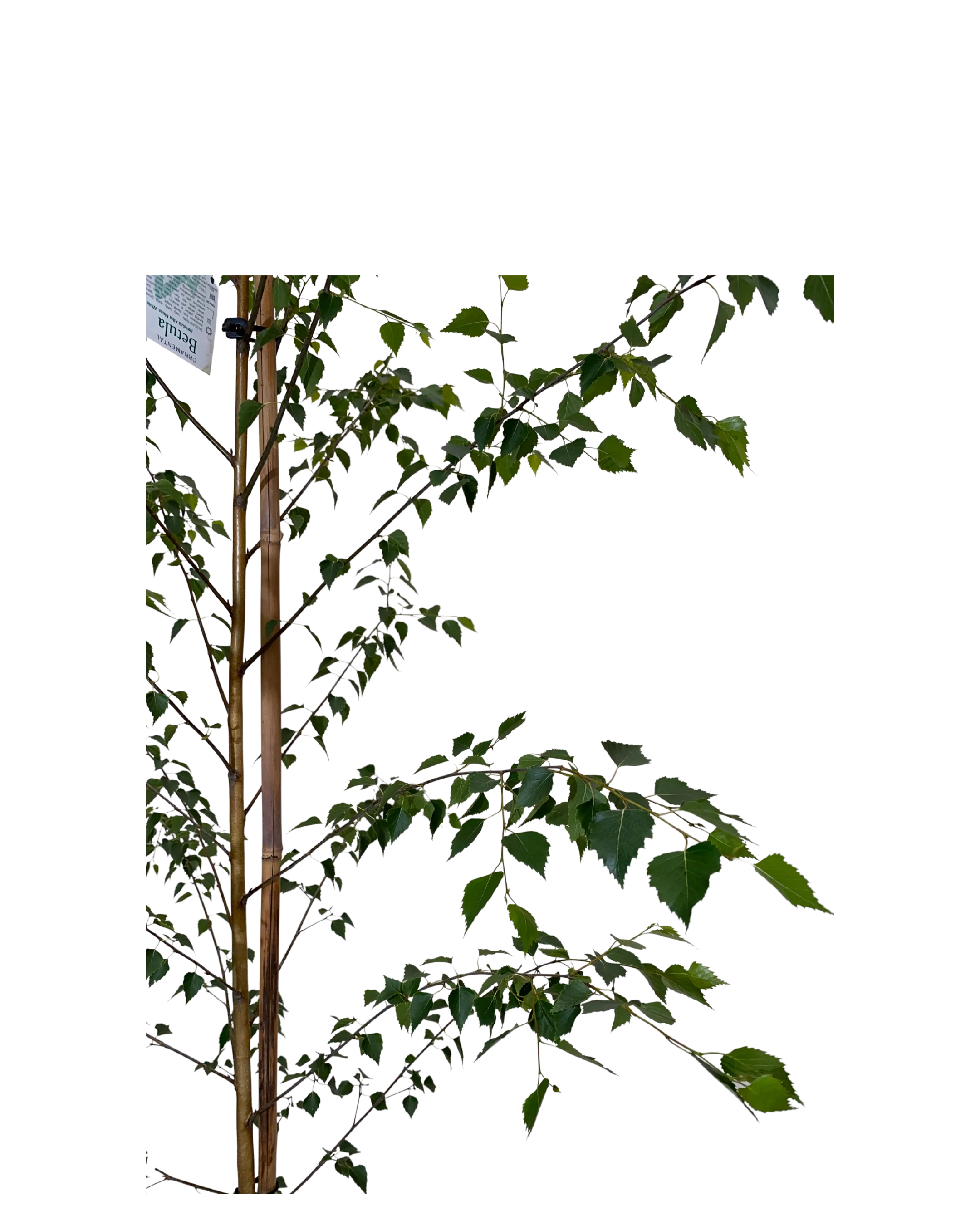 Silver Birch - Betula Pendula Moss White - Image 2