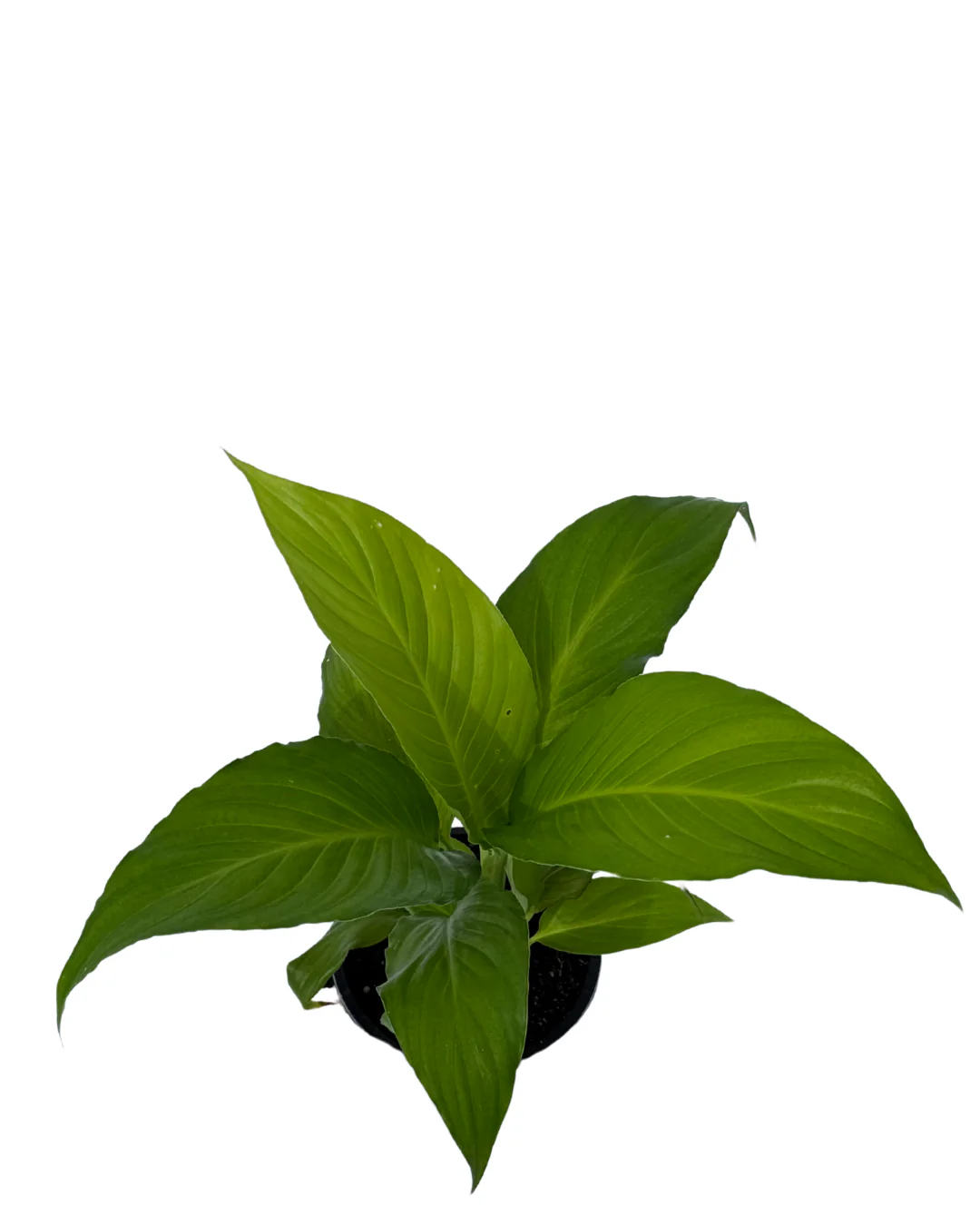 Spathiphyllum Sensation - Image 2