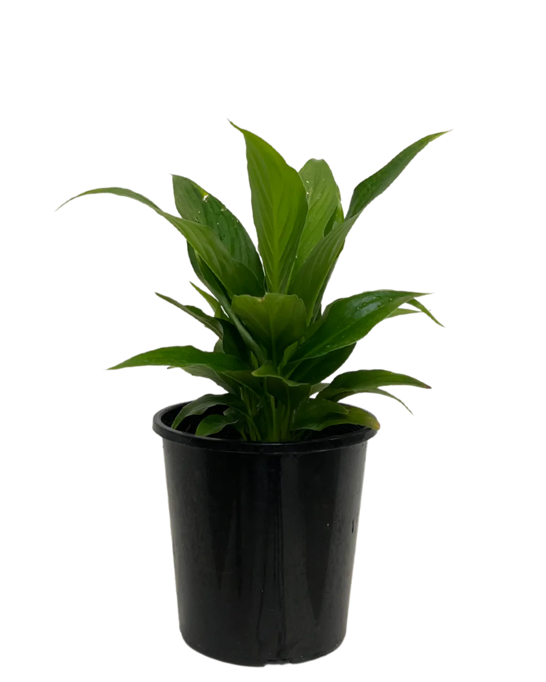 Spathiphyllum Sweet Rocco