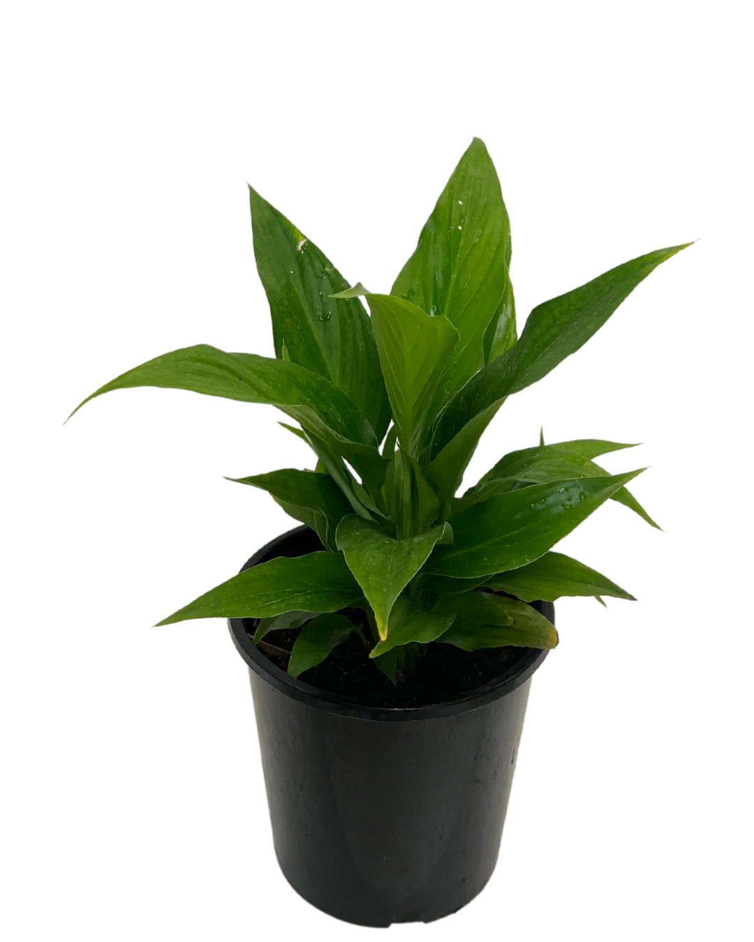 Spathiphyllum Sweet Rocco - Image 2