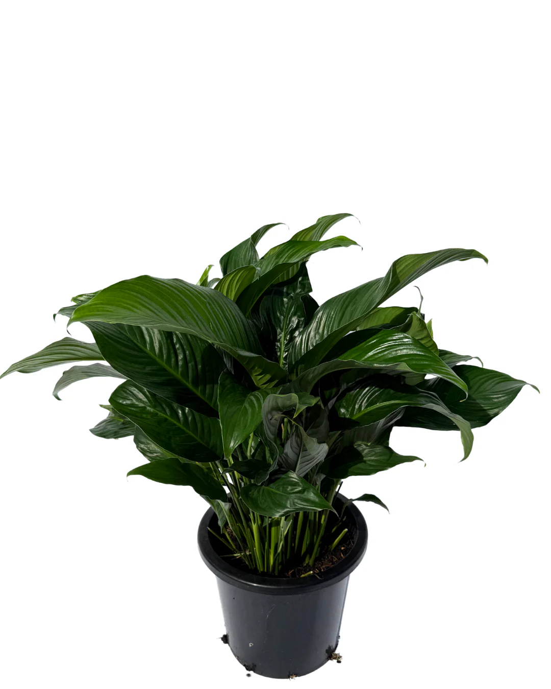 Spathiphyllum Sweet Romano - Image 2