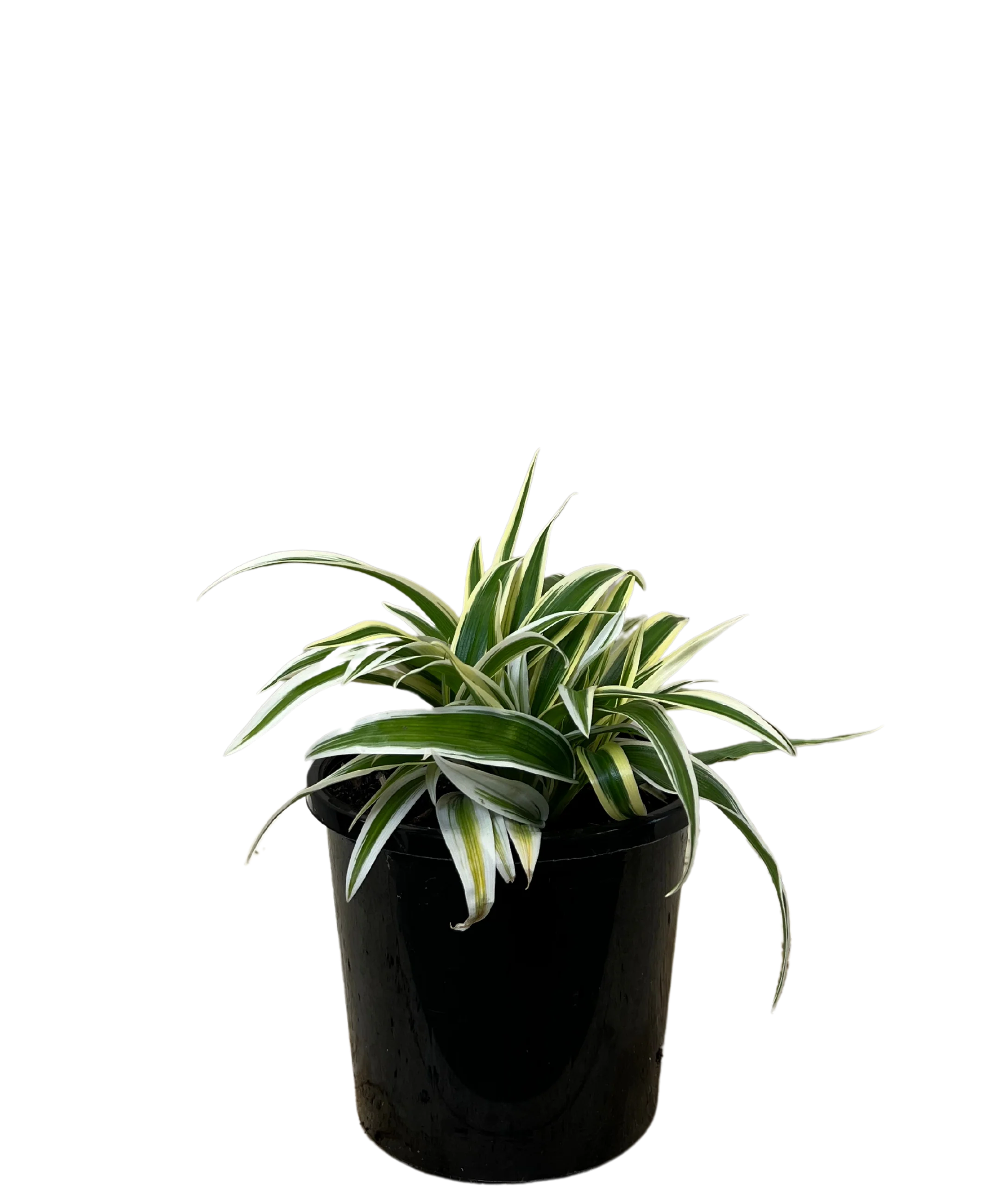 Spider Plant - Chlorophytum Zebrina