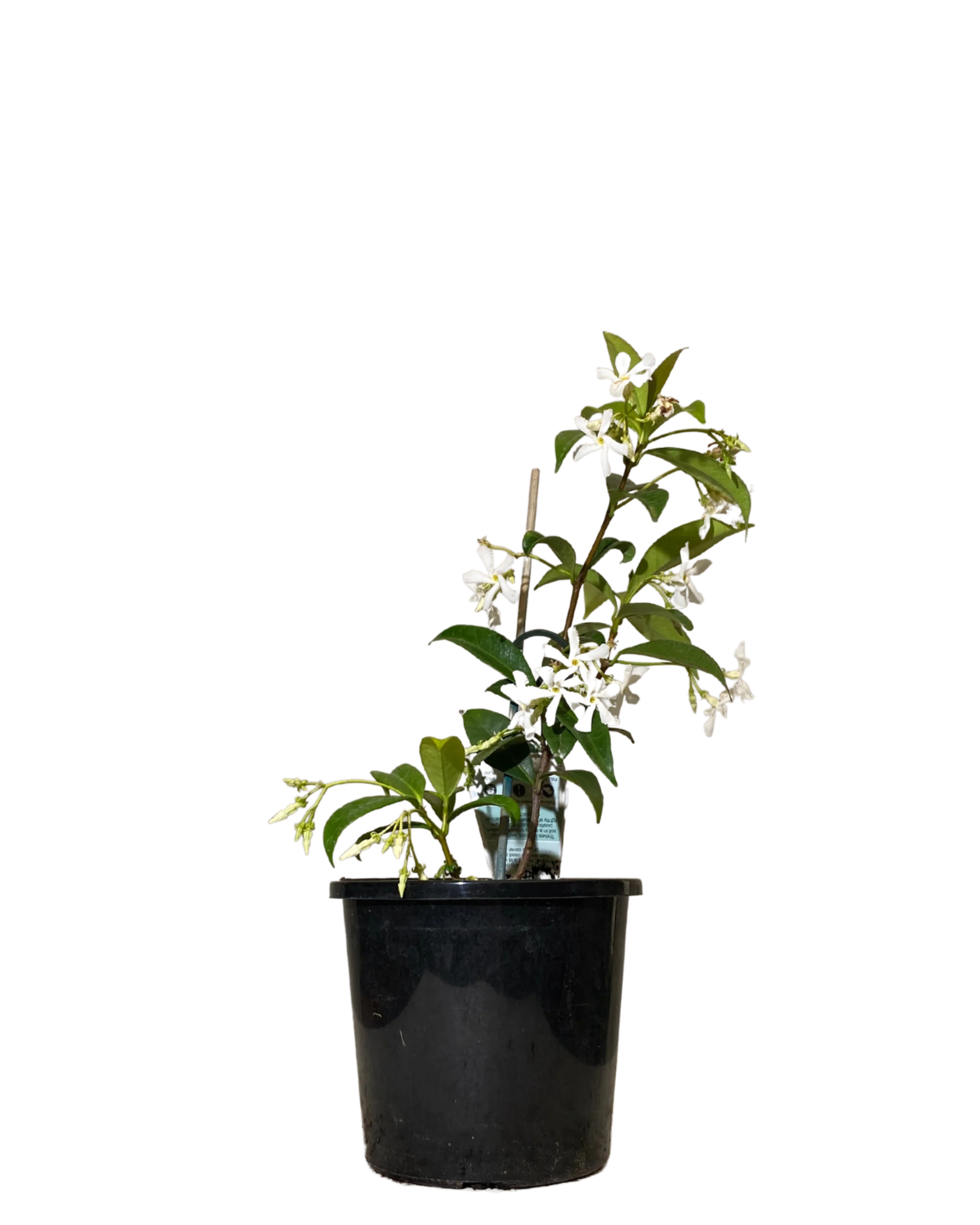 Star Jasmine - Trachelospermum Jasminoides