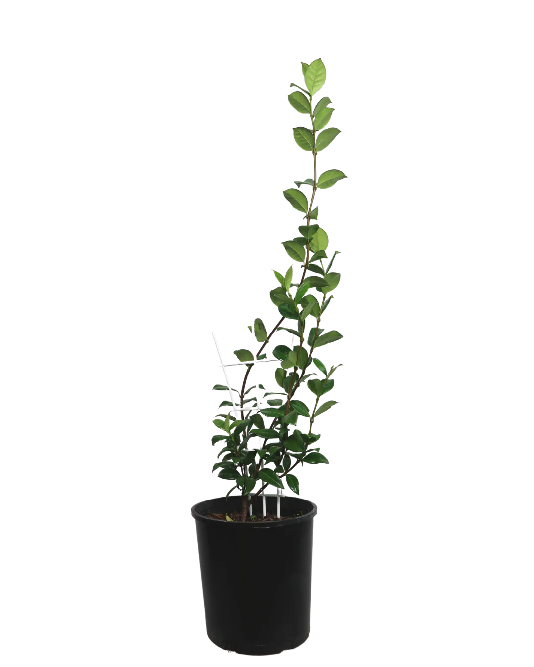 Star Jasmine - Trachelospermum Jasminoides