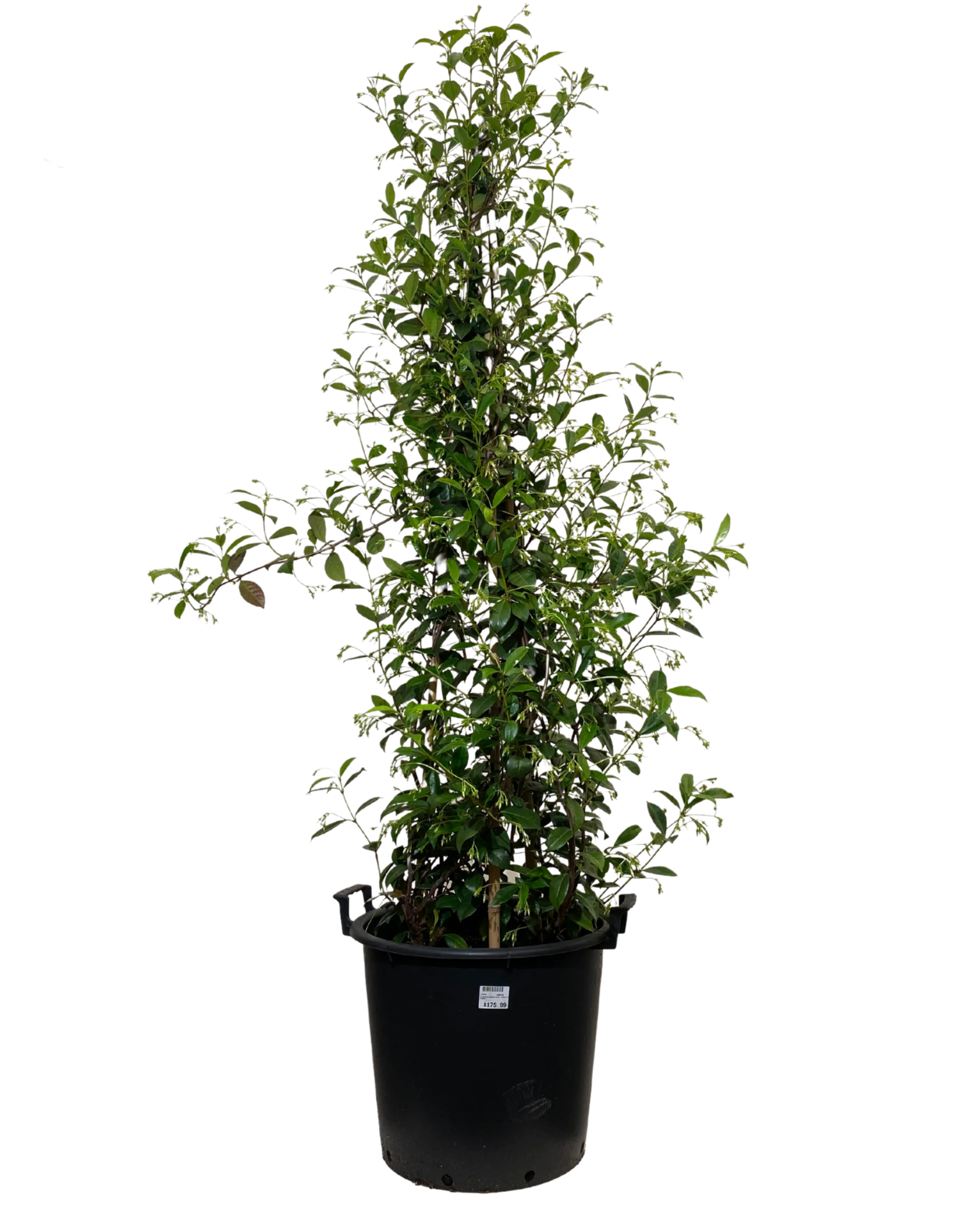 Star Jasmine - Trachelospermum Jasminoides