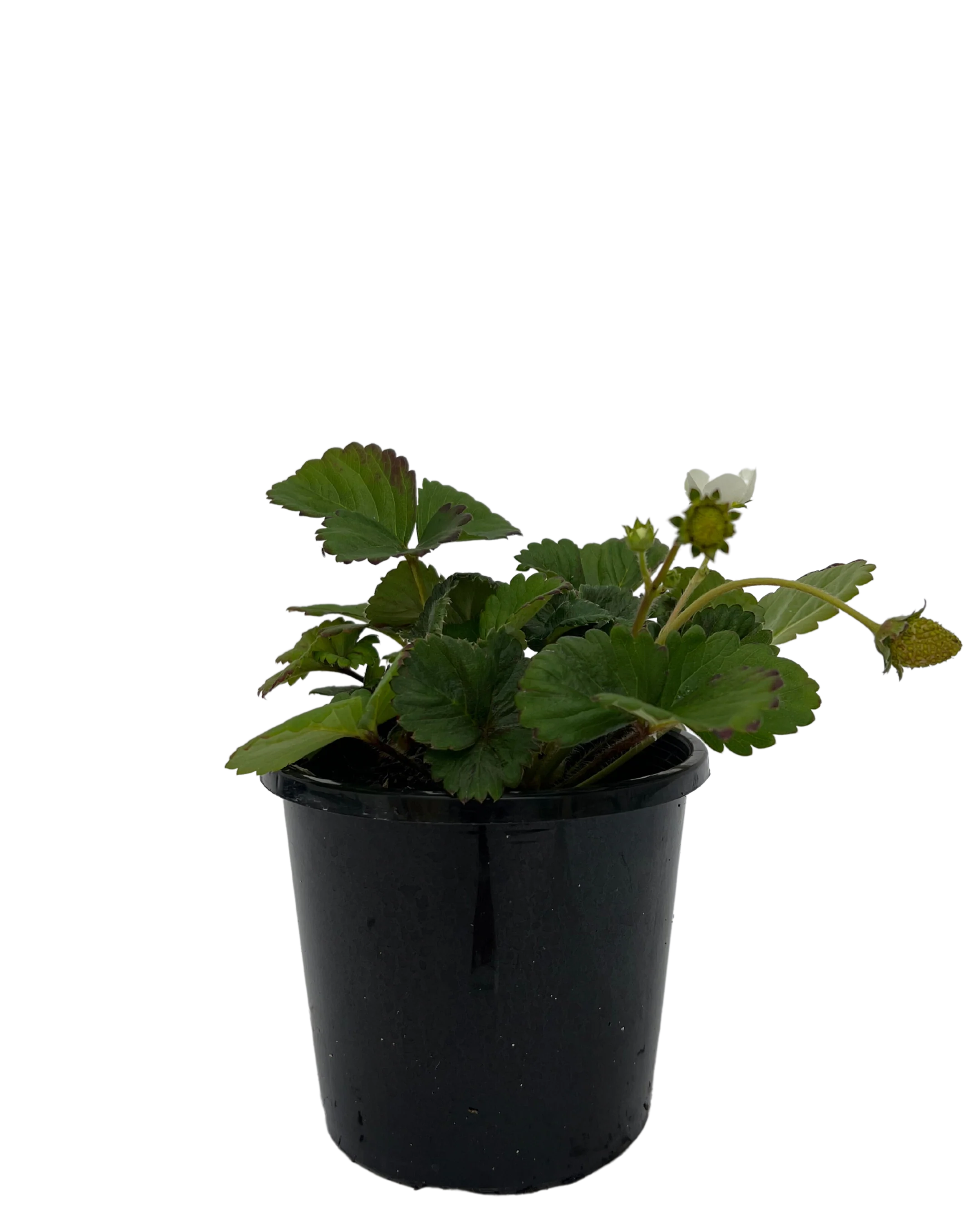Strawberry - Fragaria Elan
