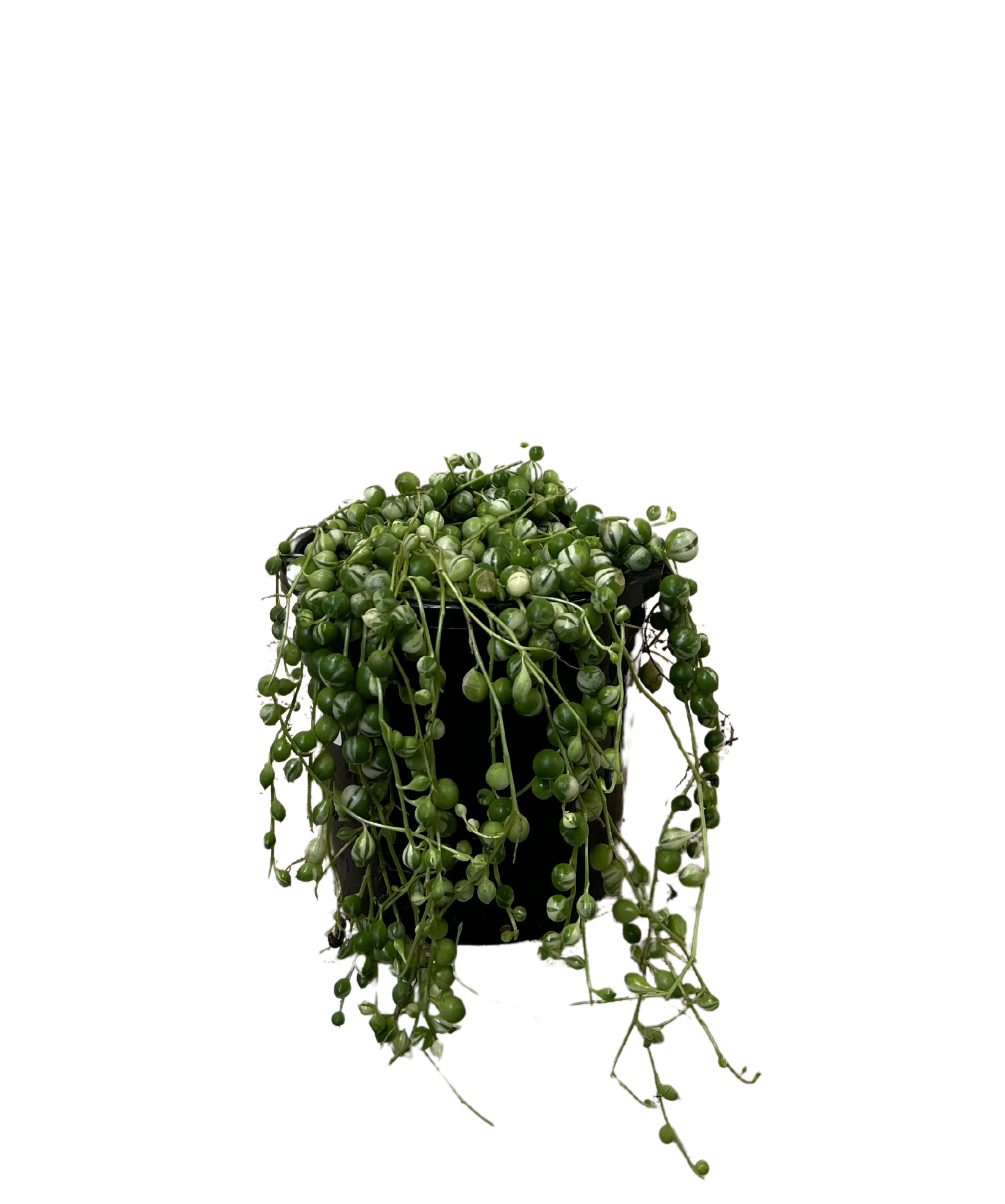 String of Pearls - Senecio Variegated