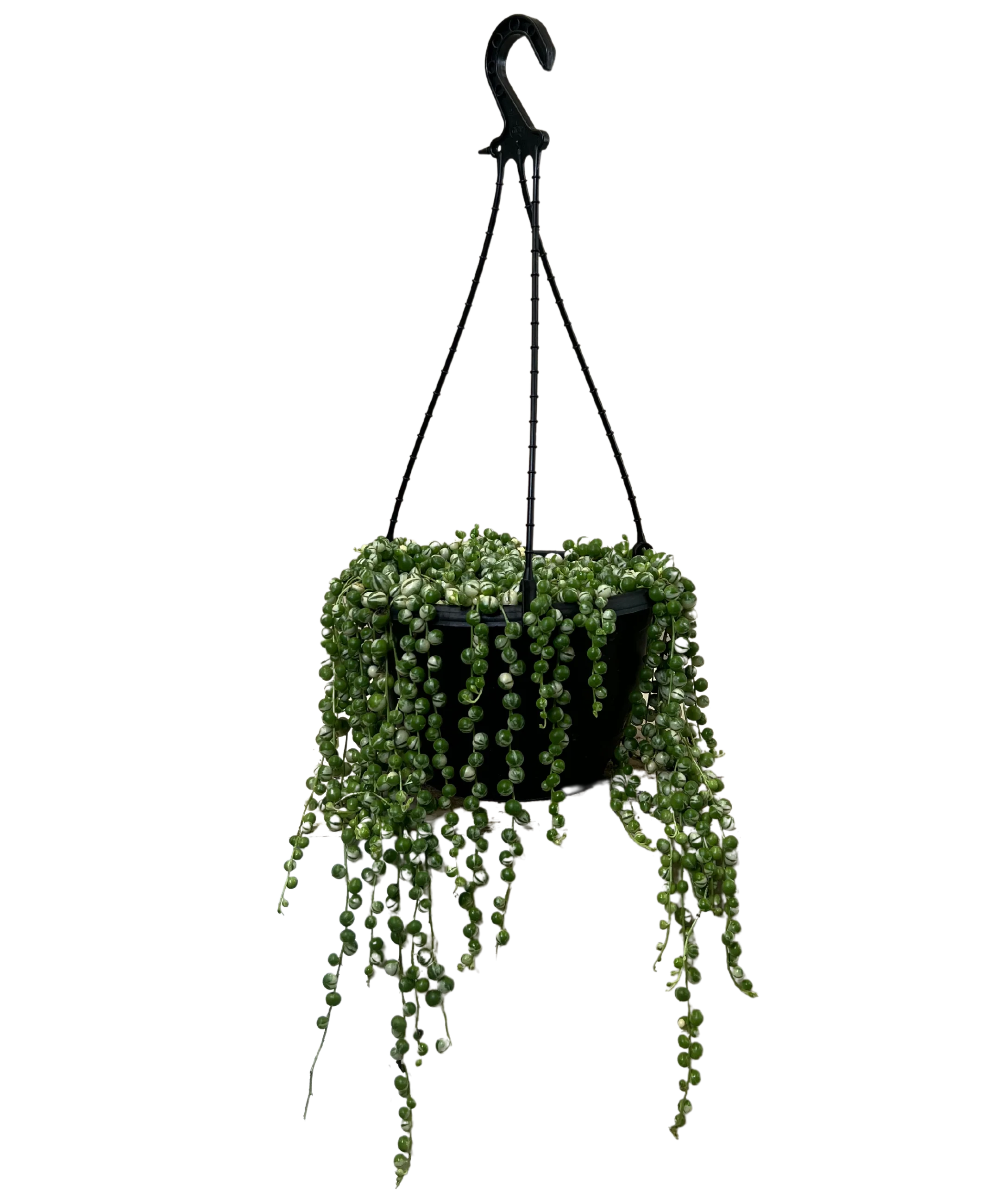 Senecio String of Pearls Variegated - Hanging Basket