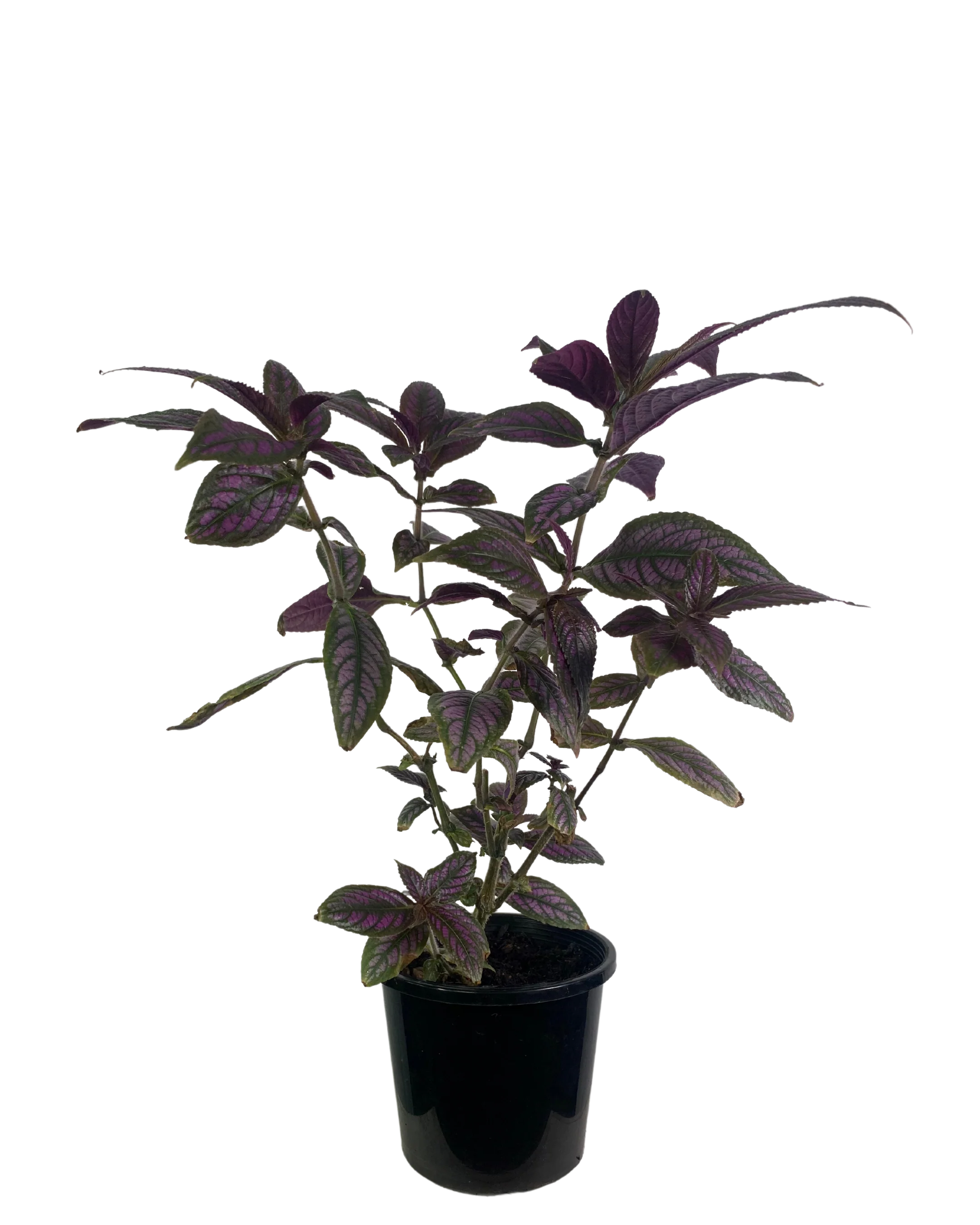 Persian Shield - Strobilanthes Dyeriana