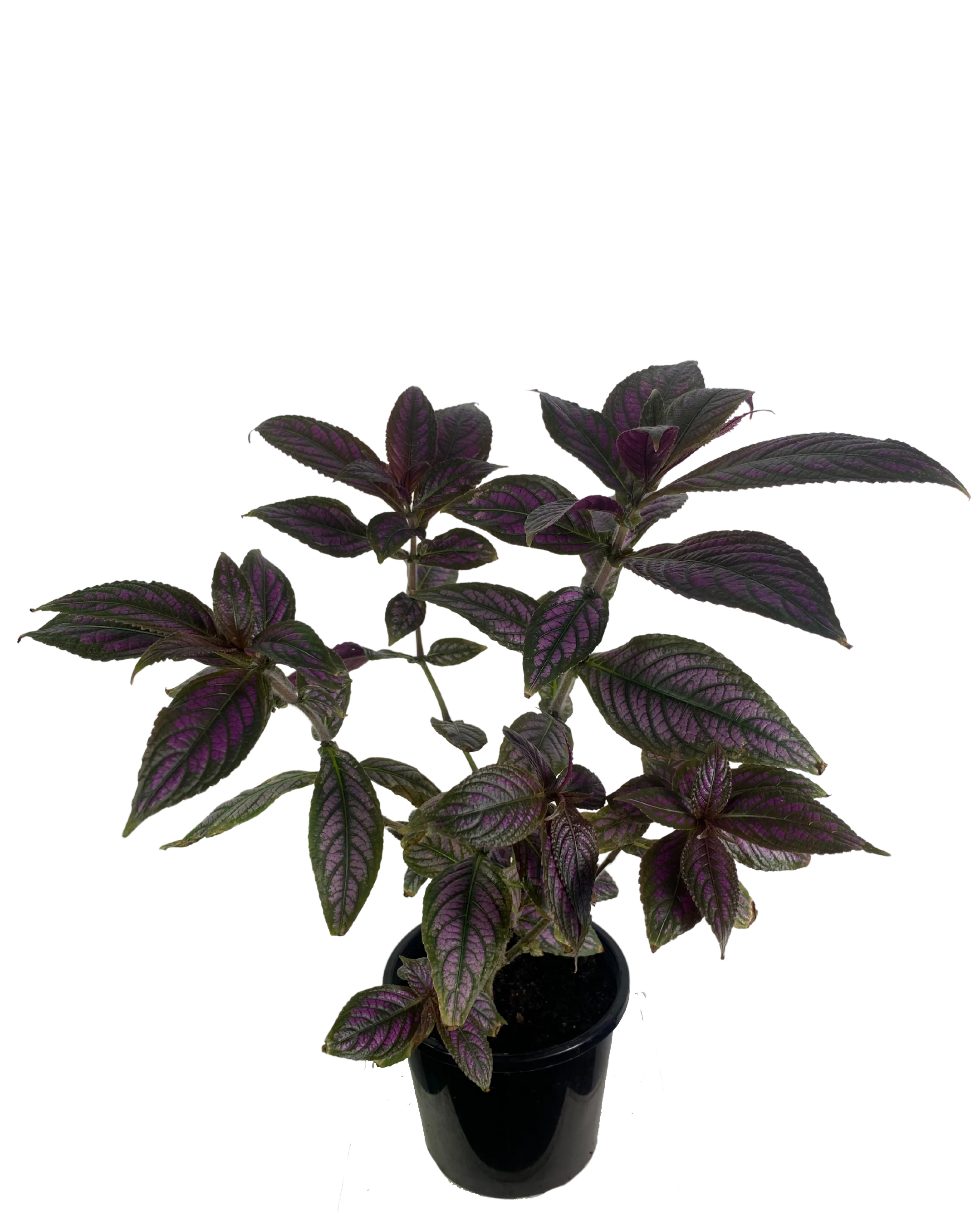 Persian Shield - Strobilanthes Dyeriana - Image 2