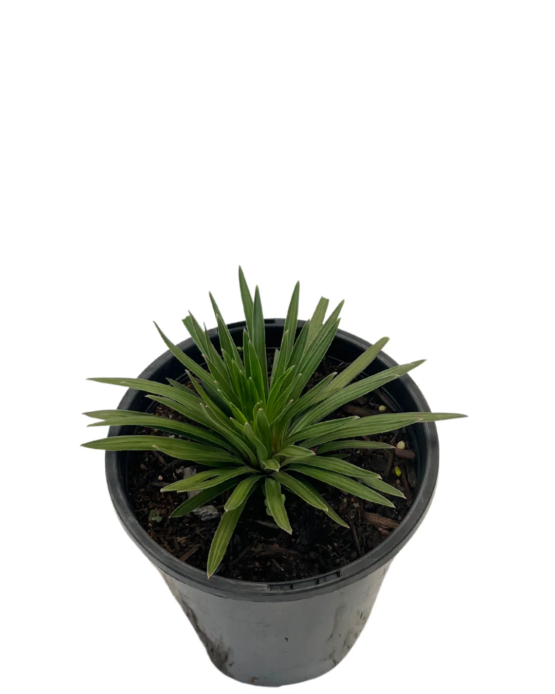 Stylidium Raptor Pink - Image 2