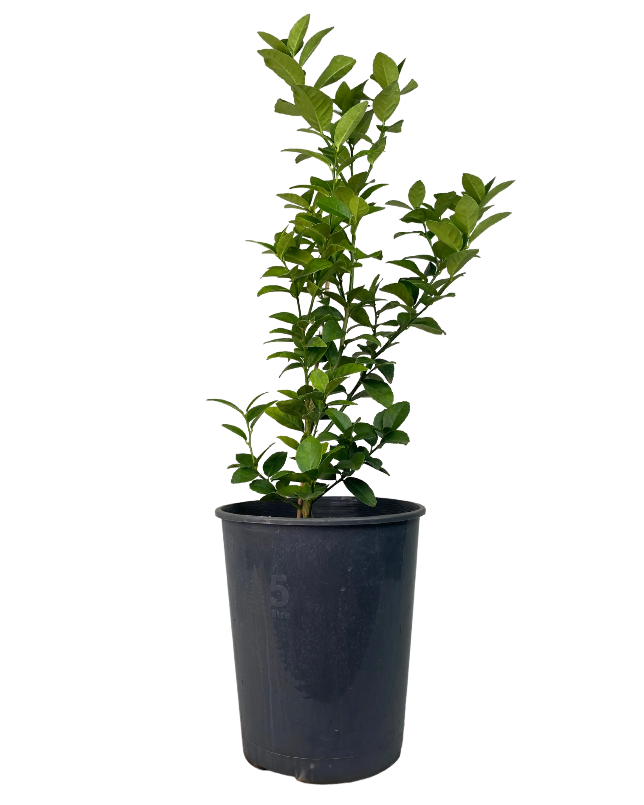 Sublime Lime - Citrus Aurantifolia Sublime