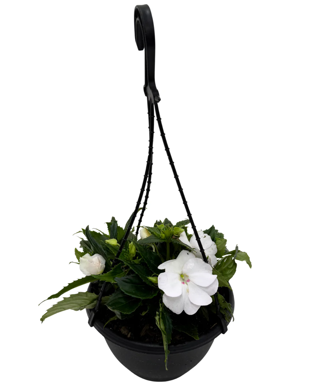 Sunpatiens White - Hanging Basket - Image 2