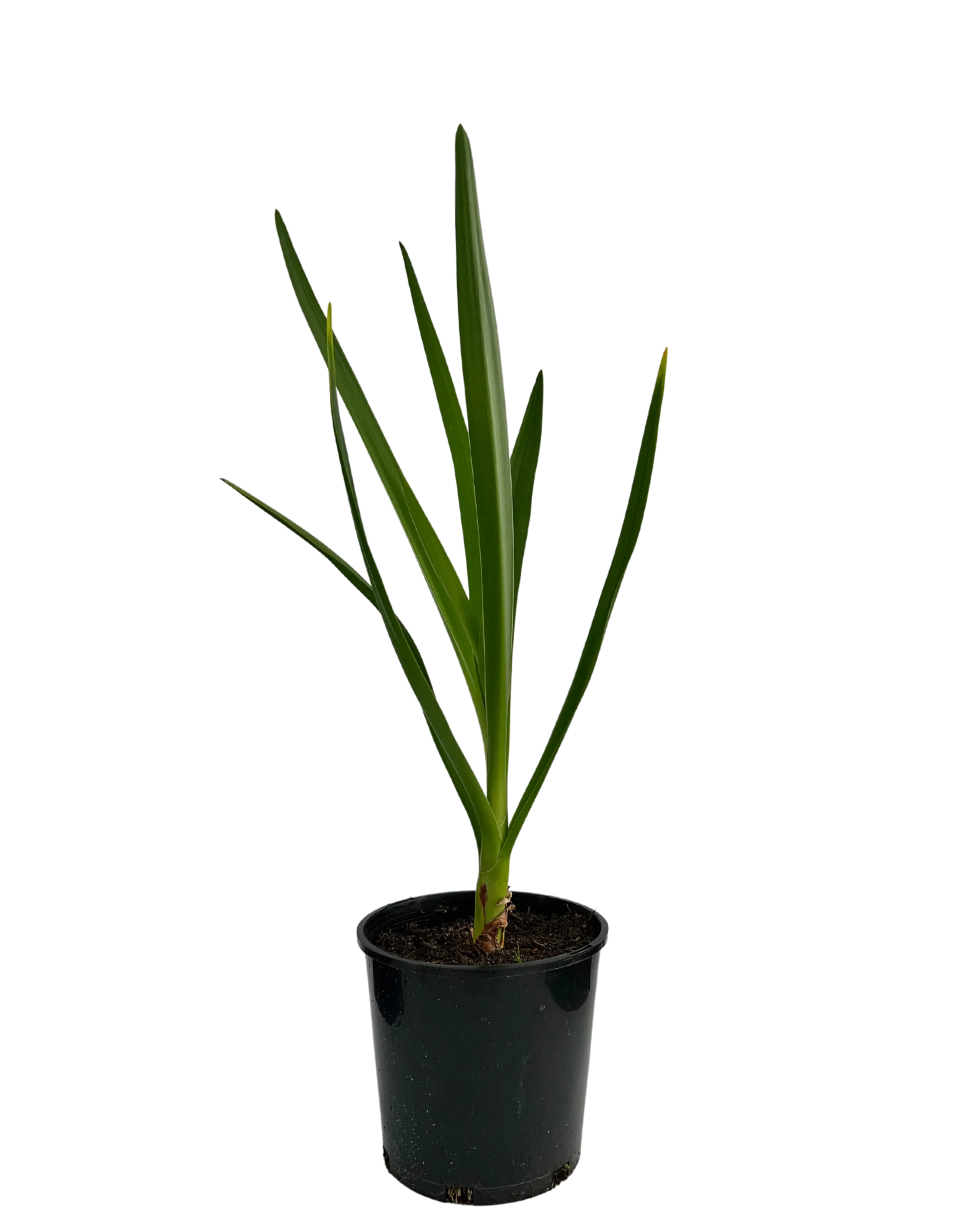 Crinum Pedunculatum
