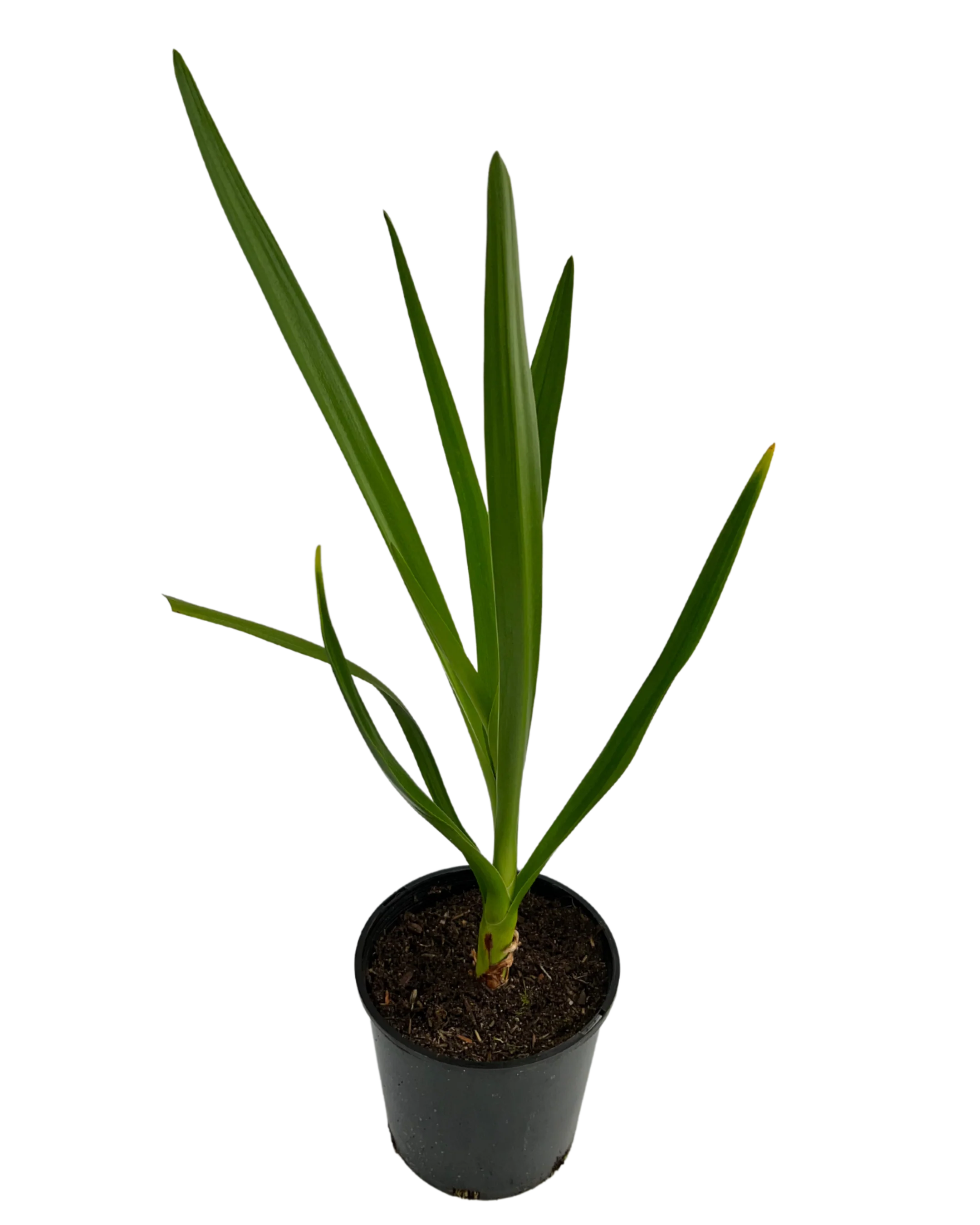 Crinum Pedunculatum - Image 2