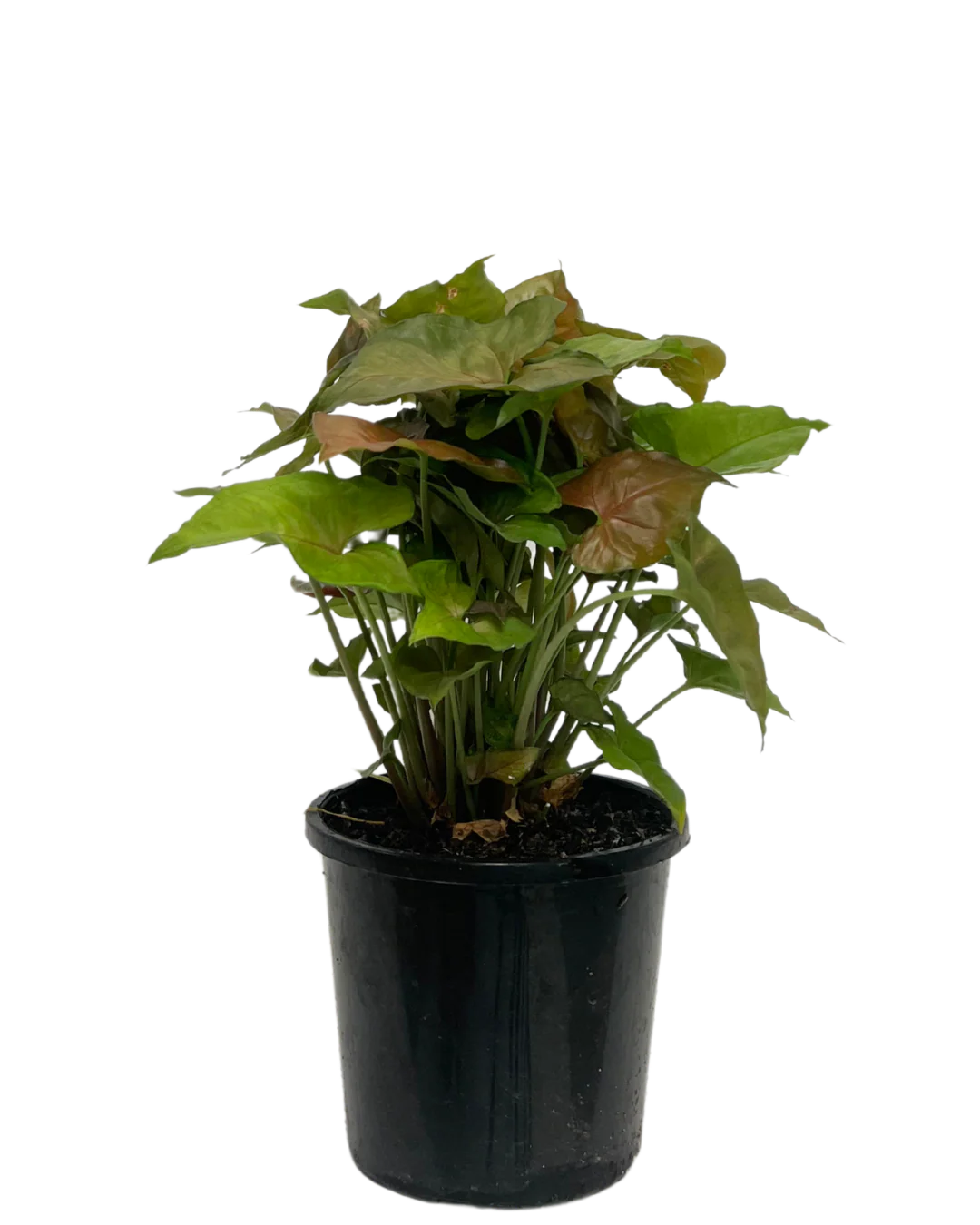 Syngonium Berry