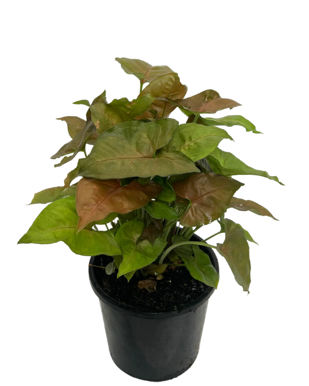 Syngonium Berry - Image 2