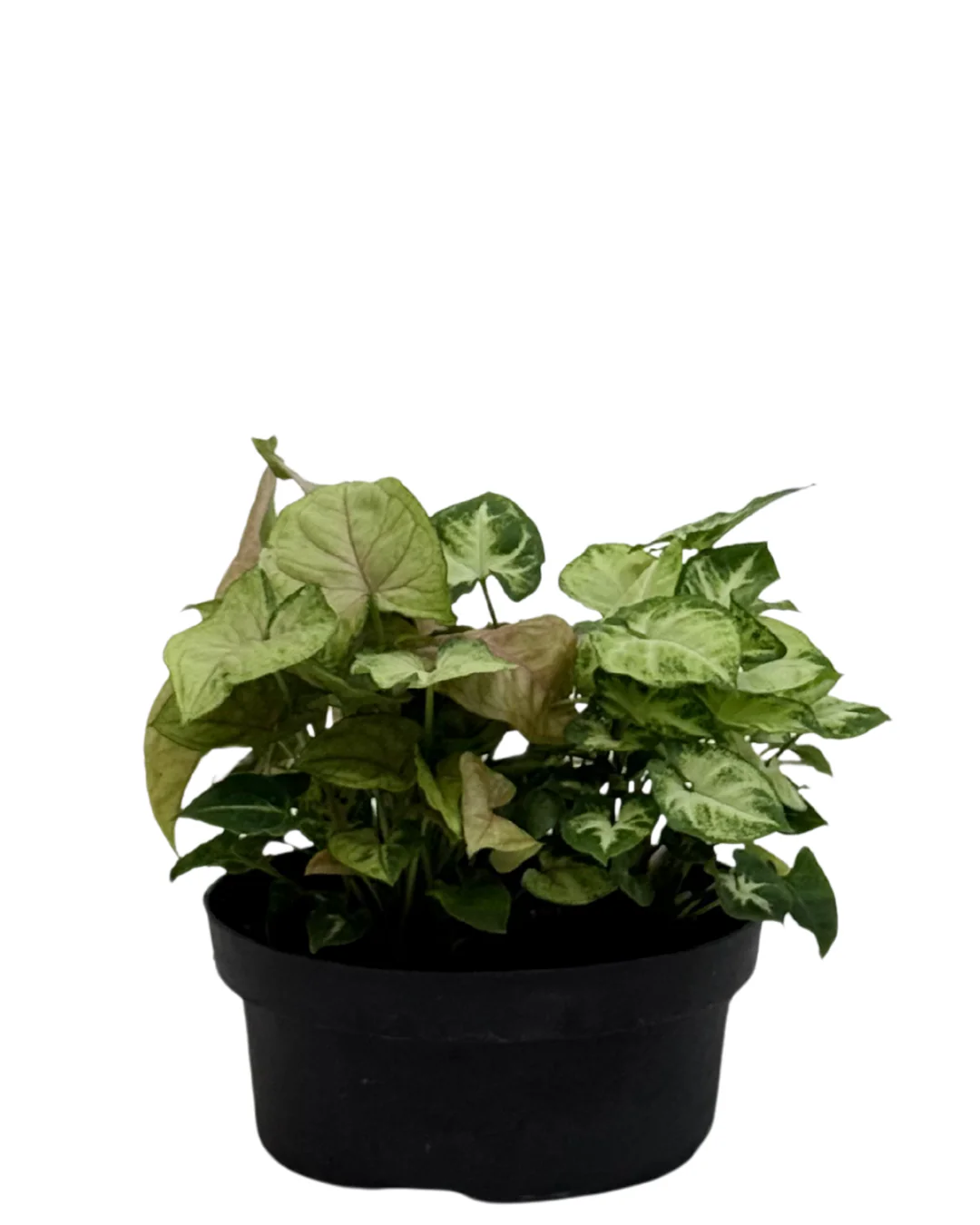 Syngonium Bowl - Image 2