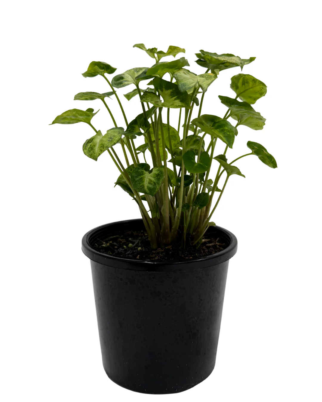 Syngonium Pixie