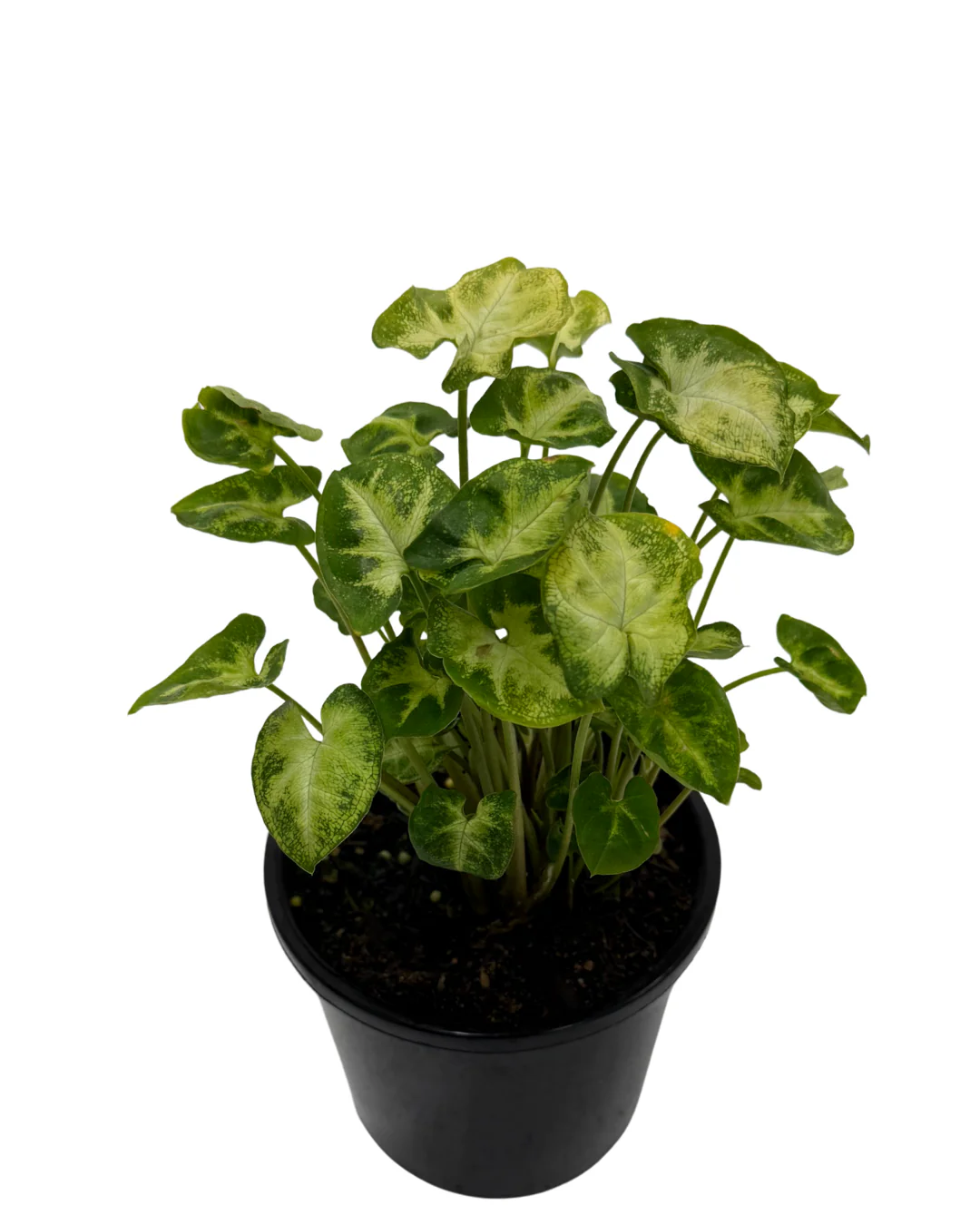 Syngonium Pixie - Image 2