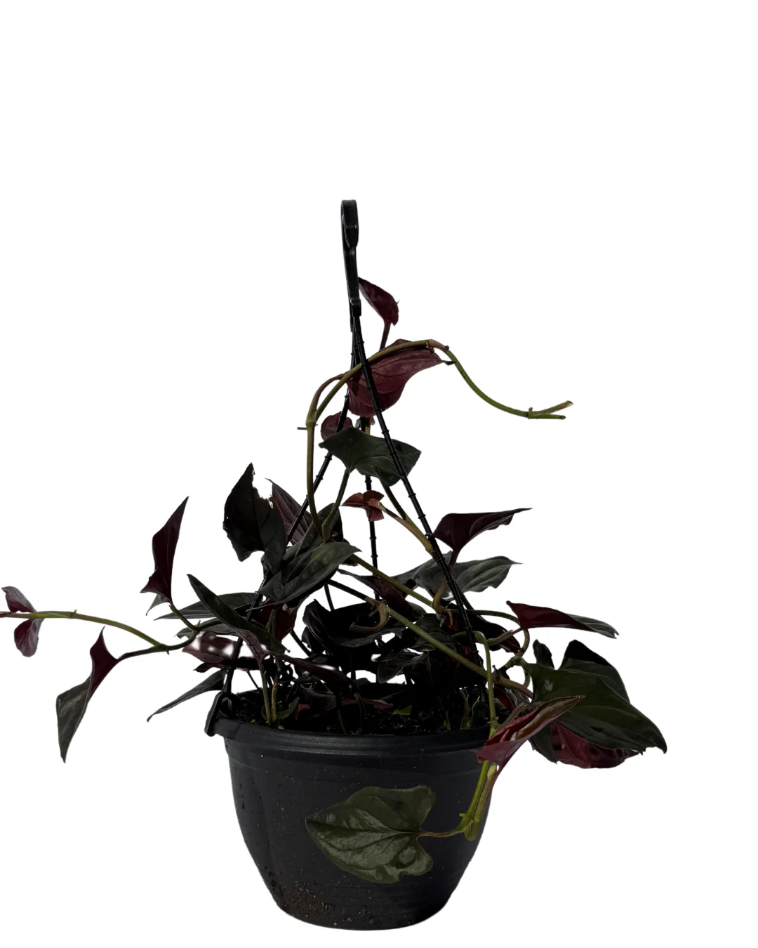 Syngonium Red Arrow - Hanging Basket
