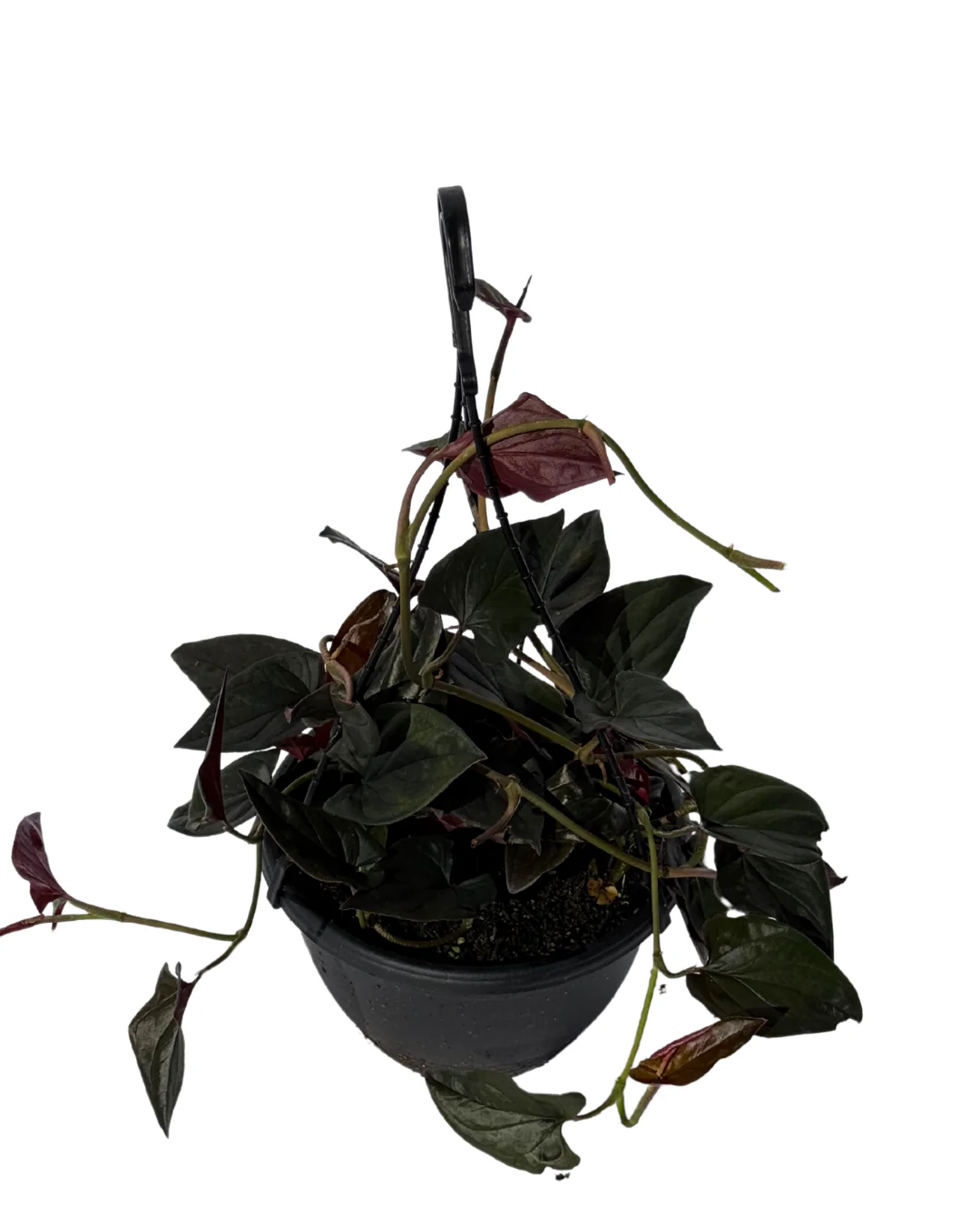 Syngonium Red Arrow - Hanging Basket - Image 2