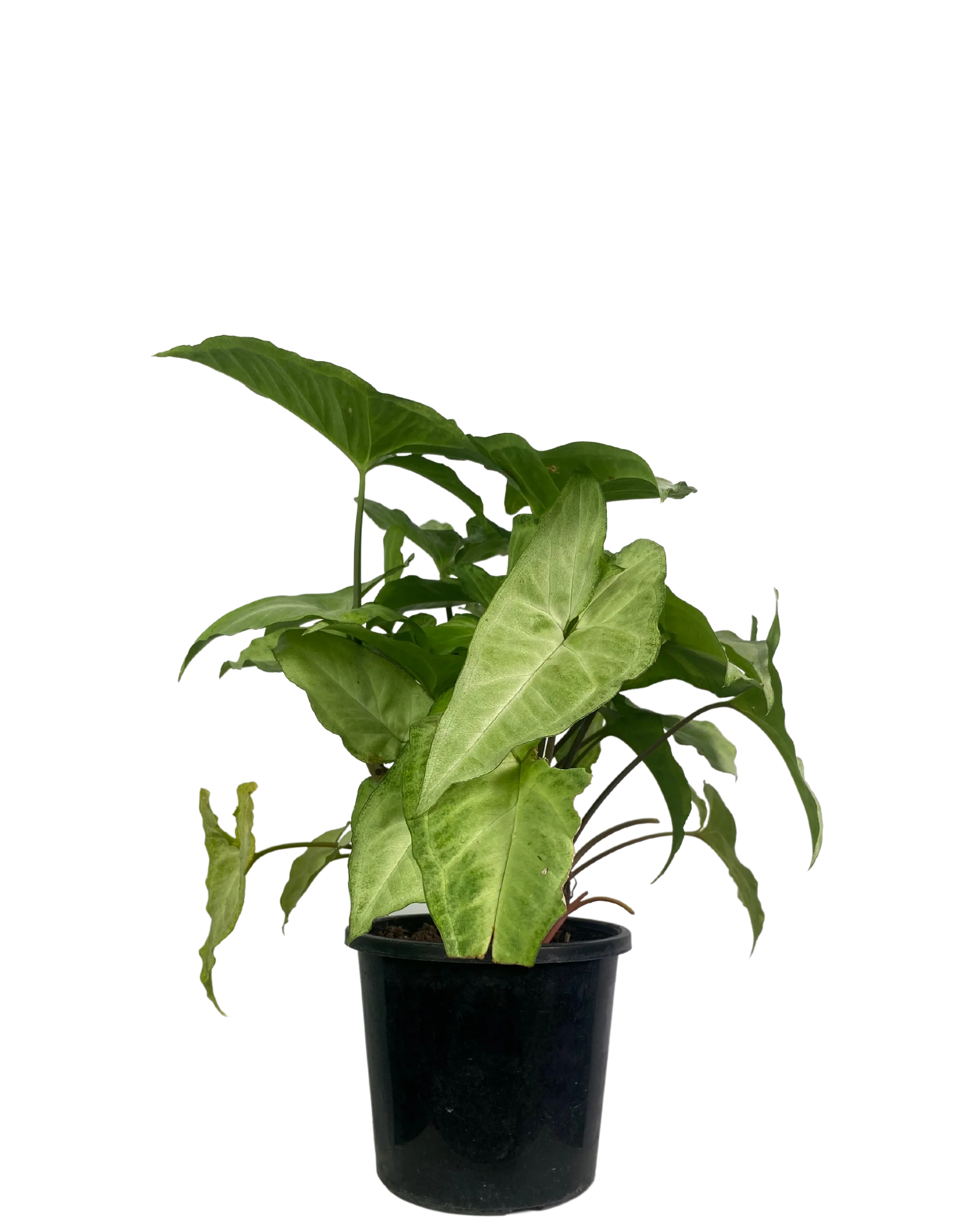 Syngonium White Butterfly