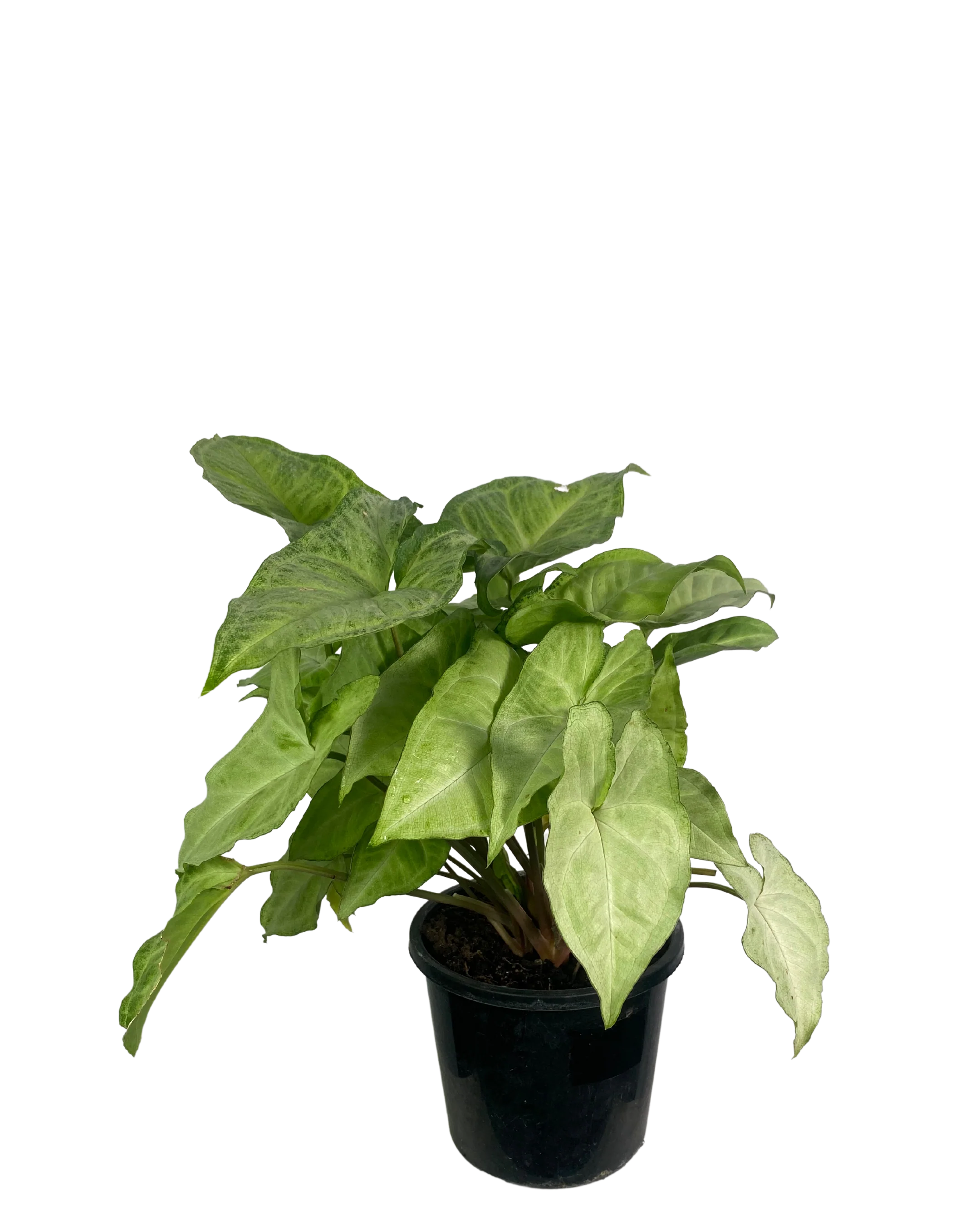 Syngonium White Butterfly - Image 2
