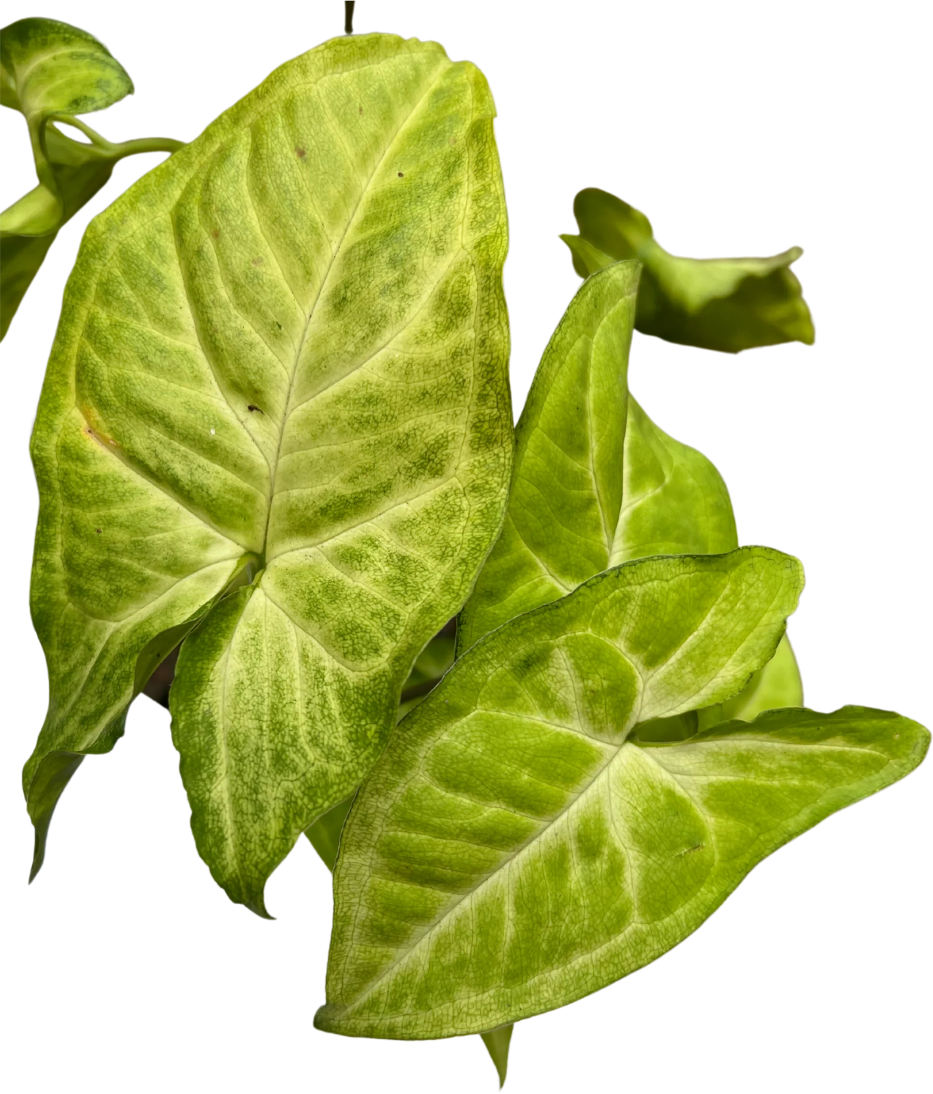 Syngonium White Butterfly - Image 3