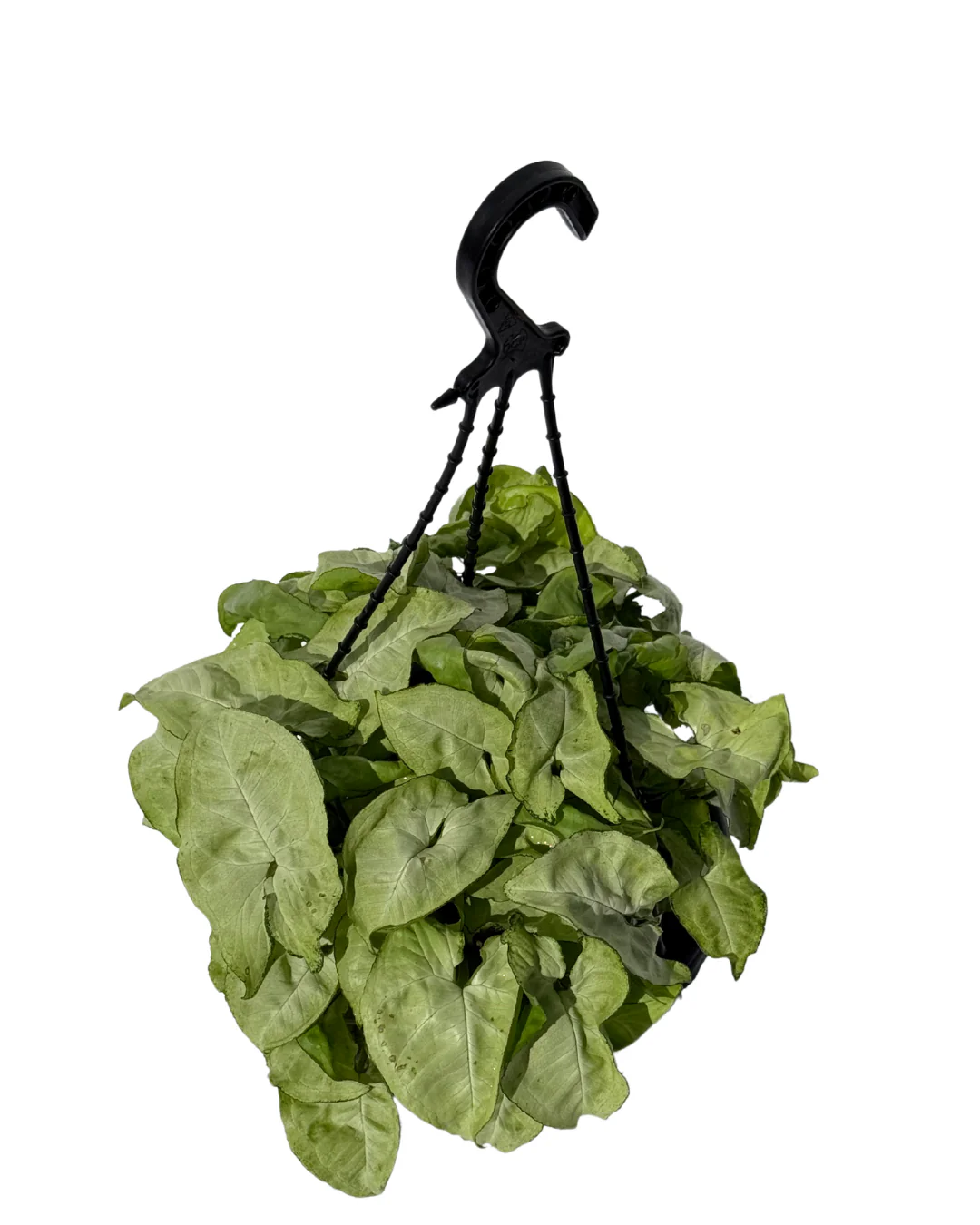 Syngonium White Butterfly - Hanging Basket - Image 2