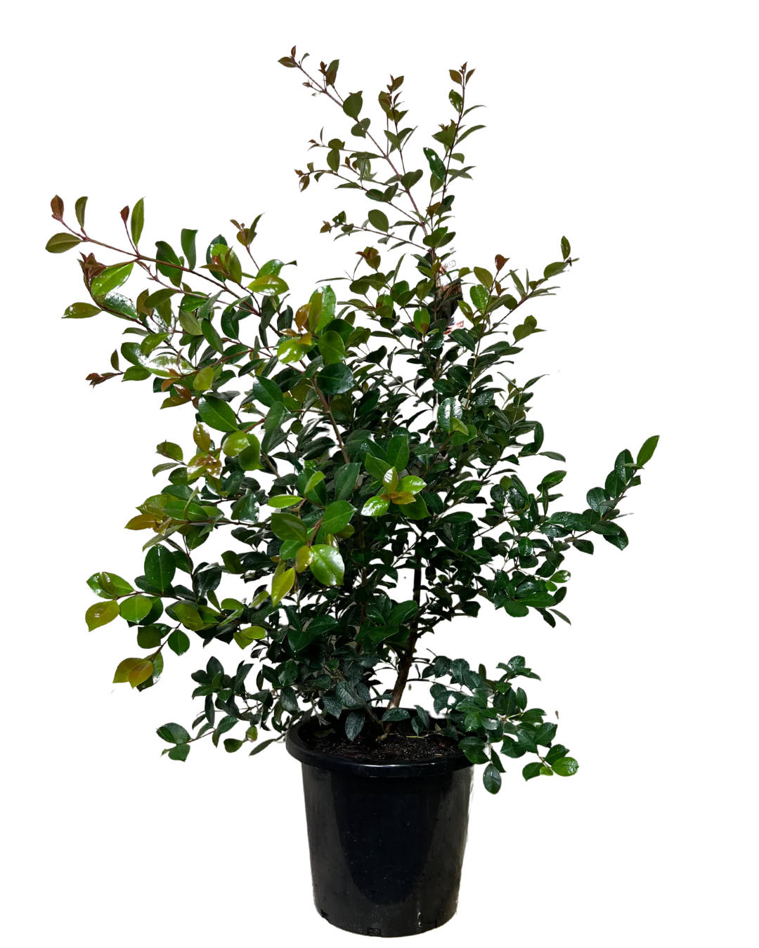 Syzygium Big Red