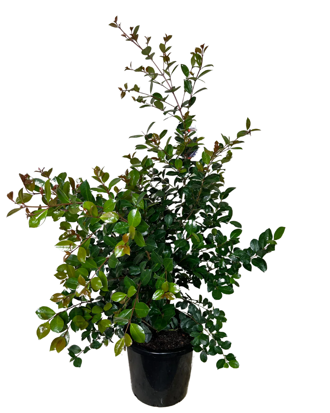Syzygium Big Red - Image 2
