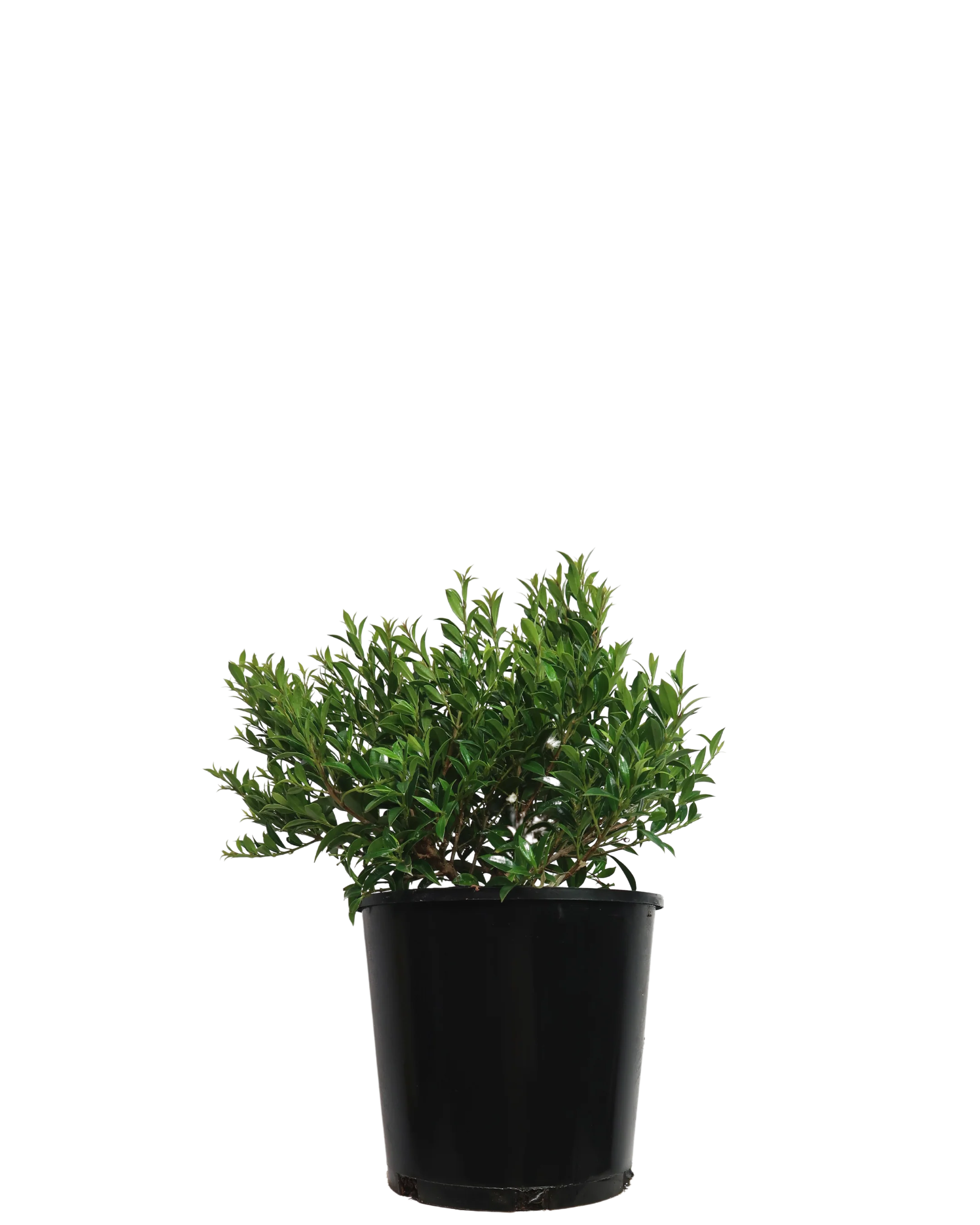 Syzygium Bush Christmas