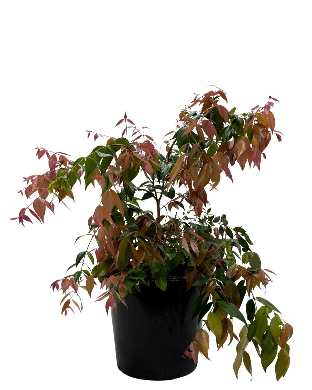 Syzygium Cascade