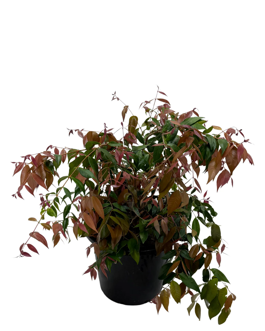 Syzygium Cascade - Image 2