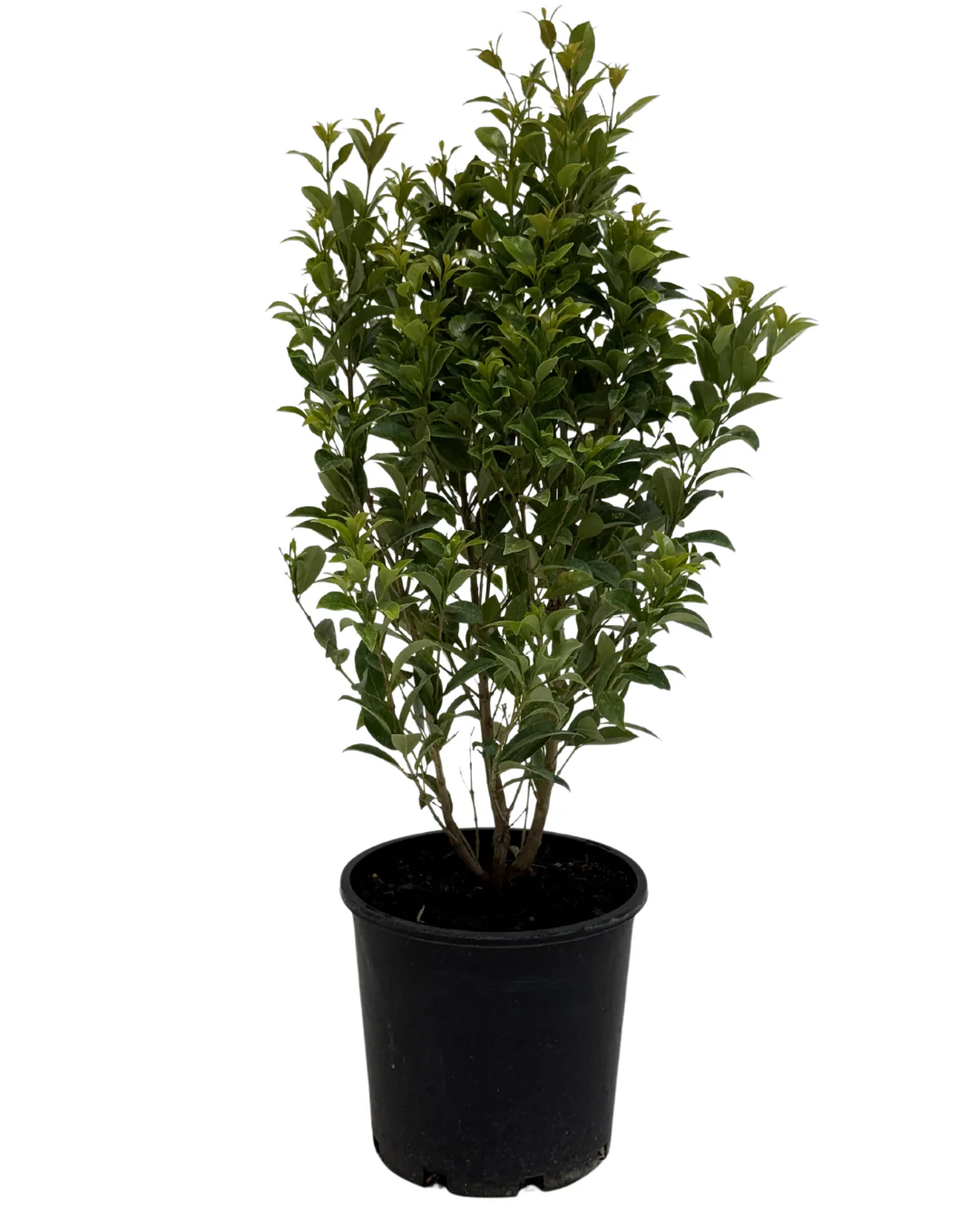 Syzygium Australe Hinterland Gold
