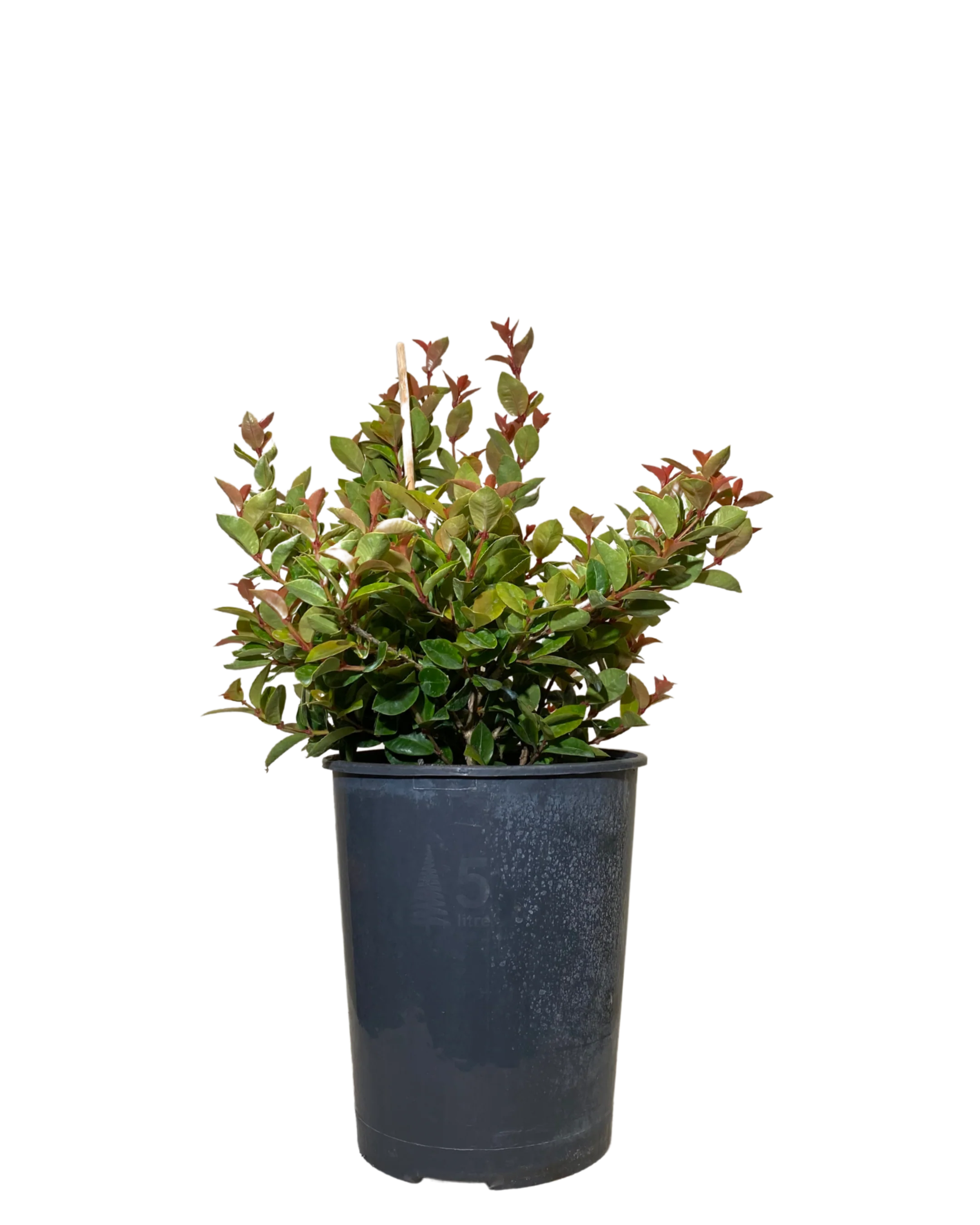 Syzygium Orange Twist
