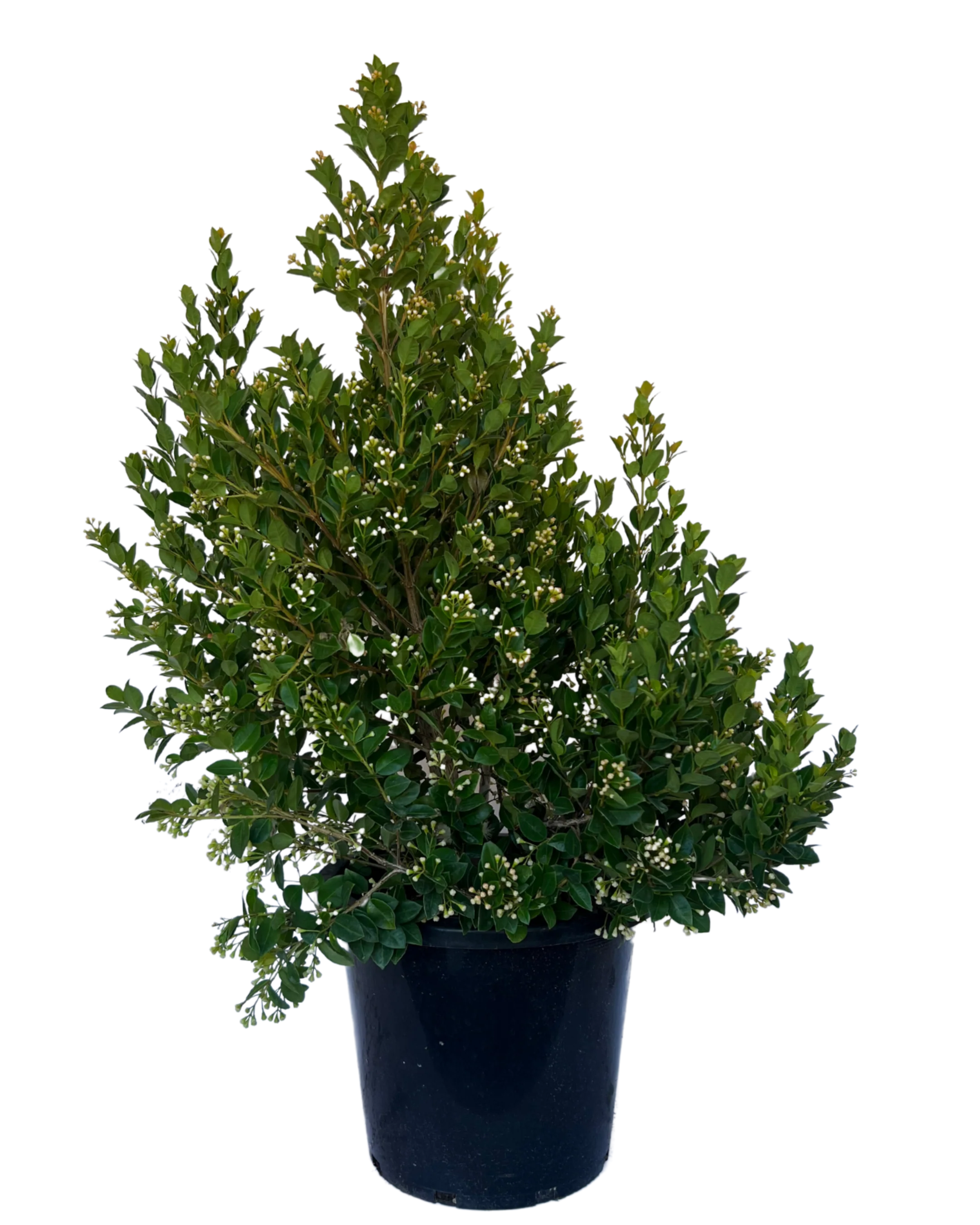 Syzygium Orange Twist